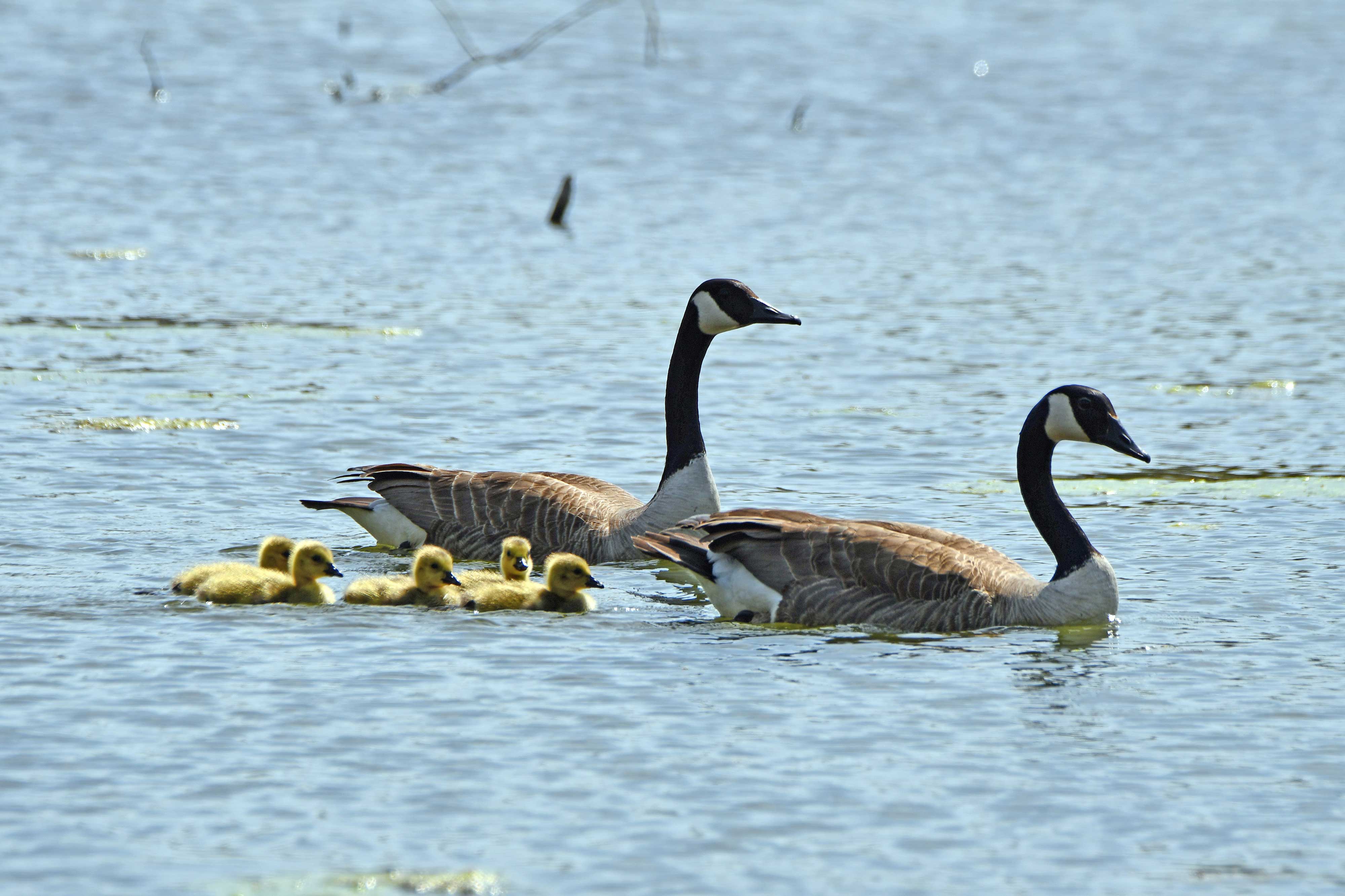 Two Canada geese with their goslings swimming in the water.