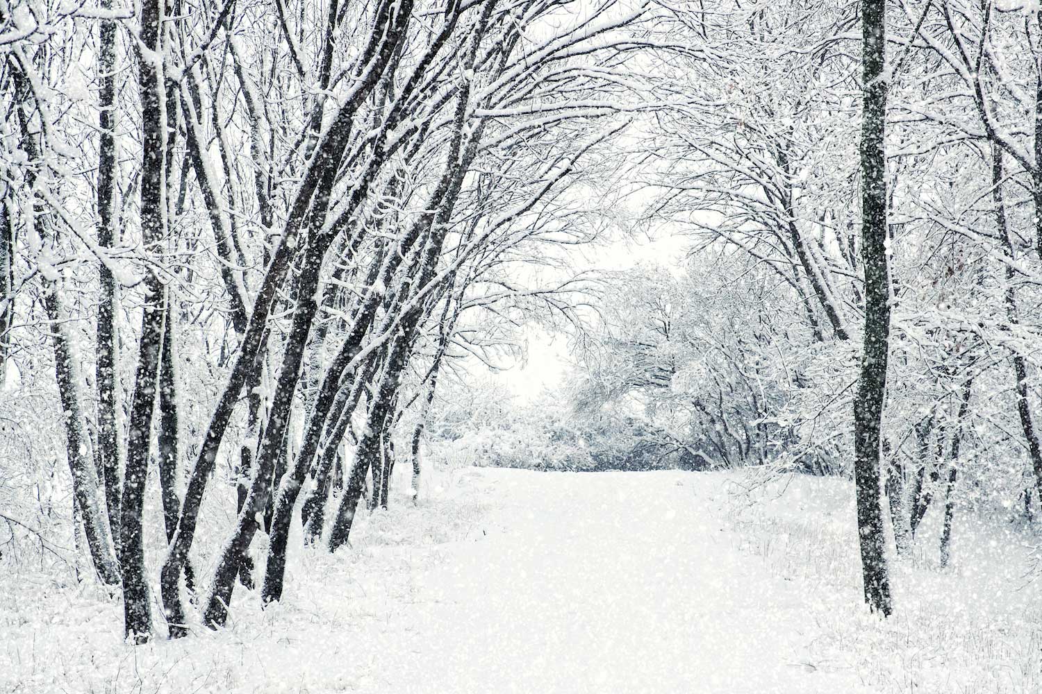 Heavy snow falling on a snow-covered trail lined by trees.