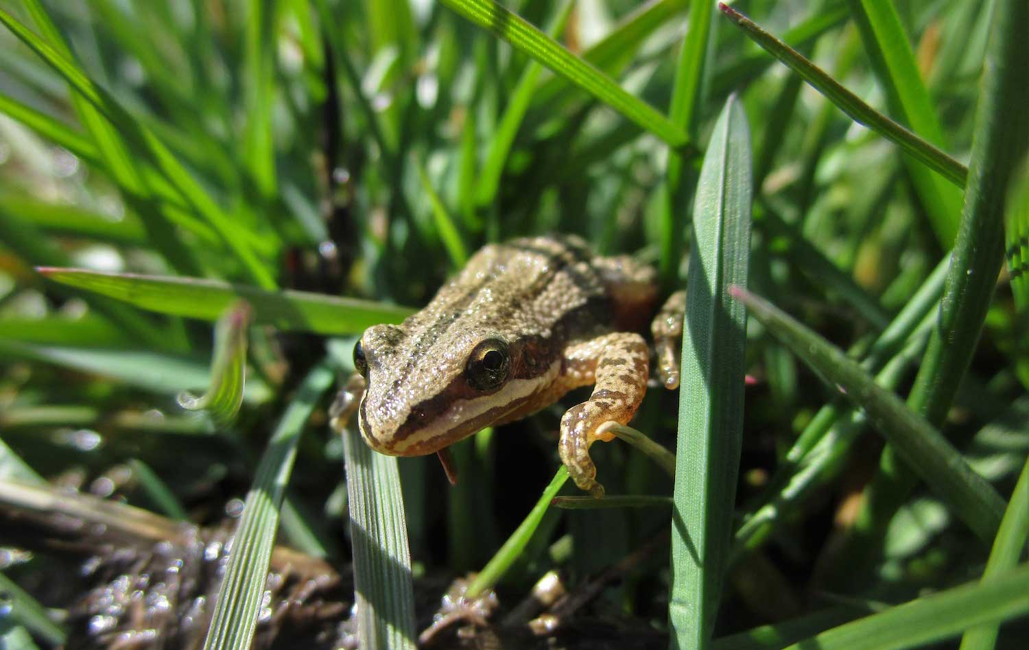 Chorus frog in the grass