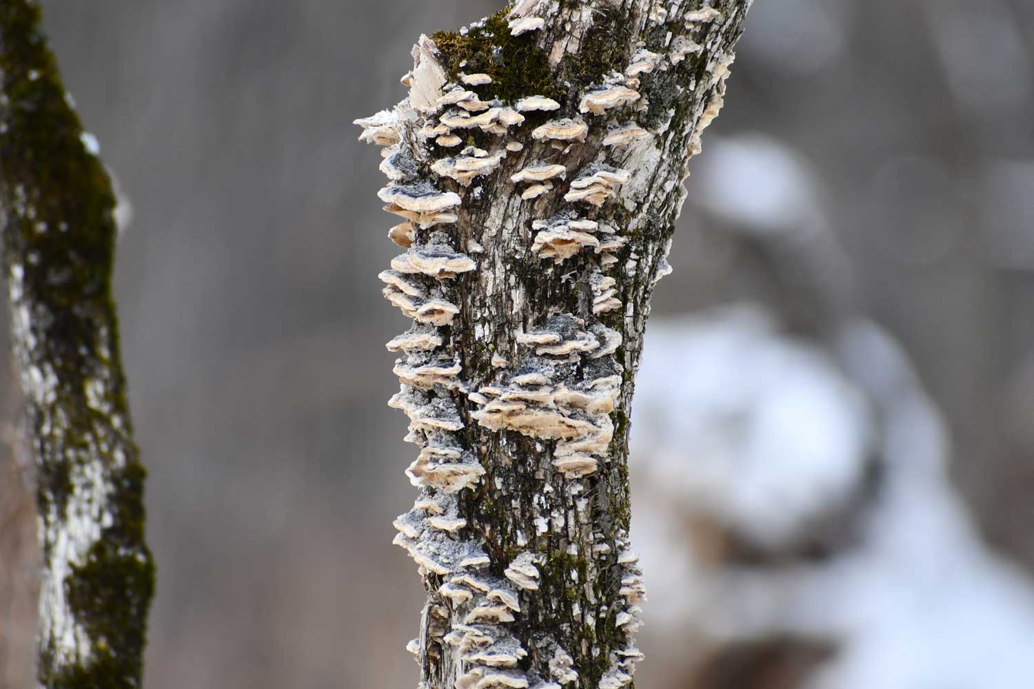 Turkey tail fungus growing on the side of a tree.