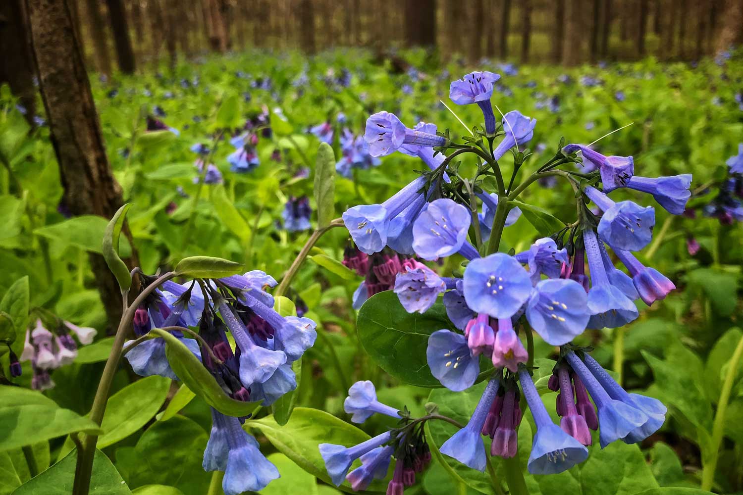 An up-close photo of bluebell blooms on the forest floor.