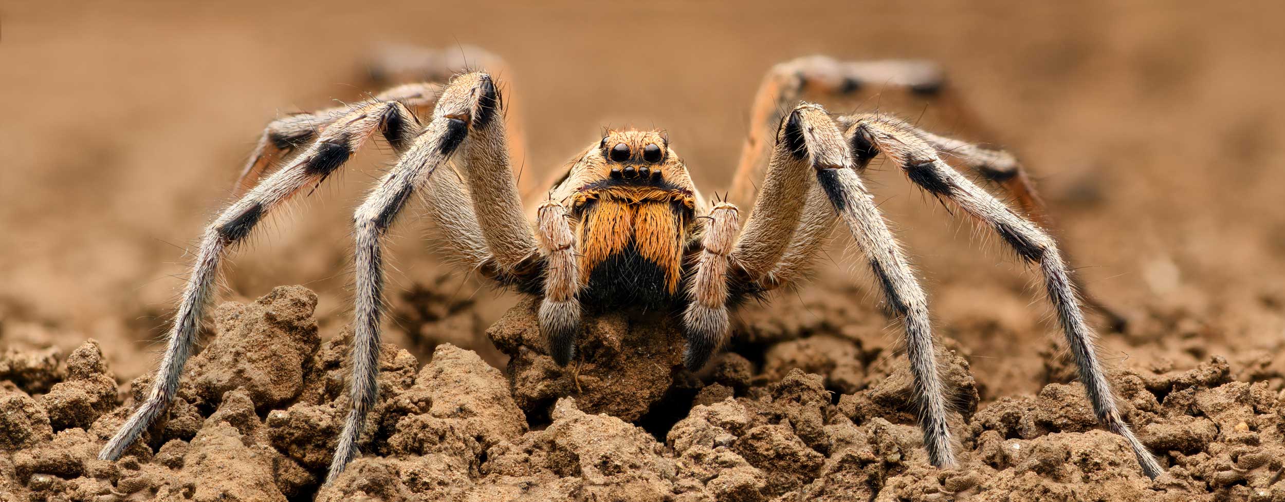 Closeup of a wolf spider.