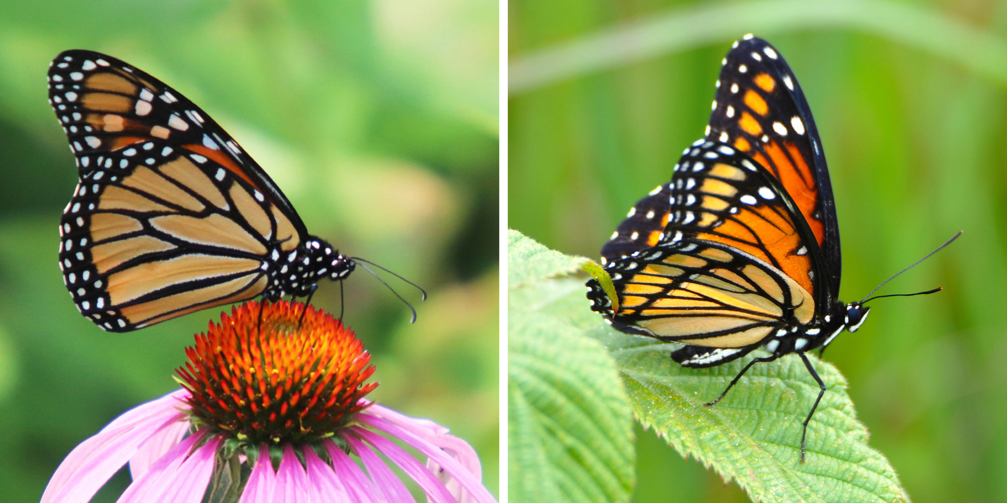 A side-by-side view of a monarch and viceroy butterfly.