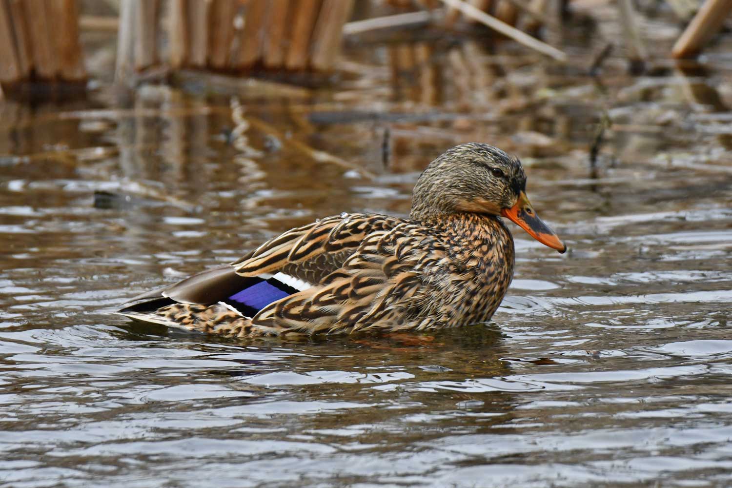 Female mallard standing in the water.