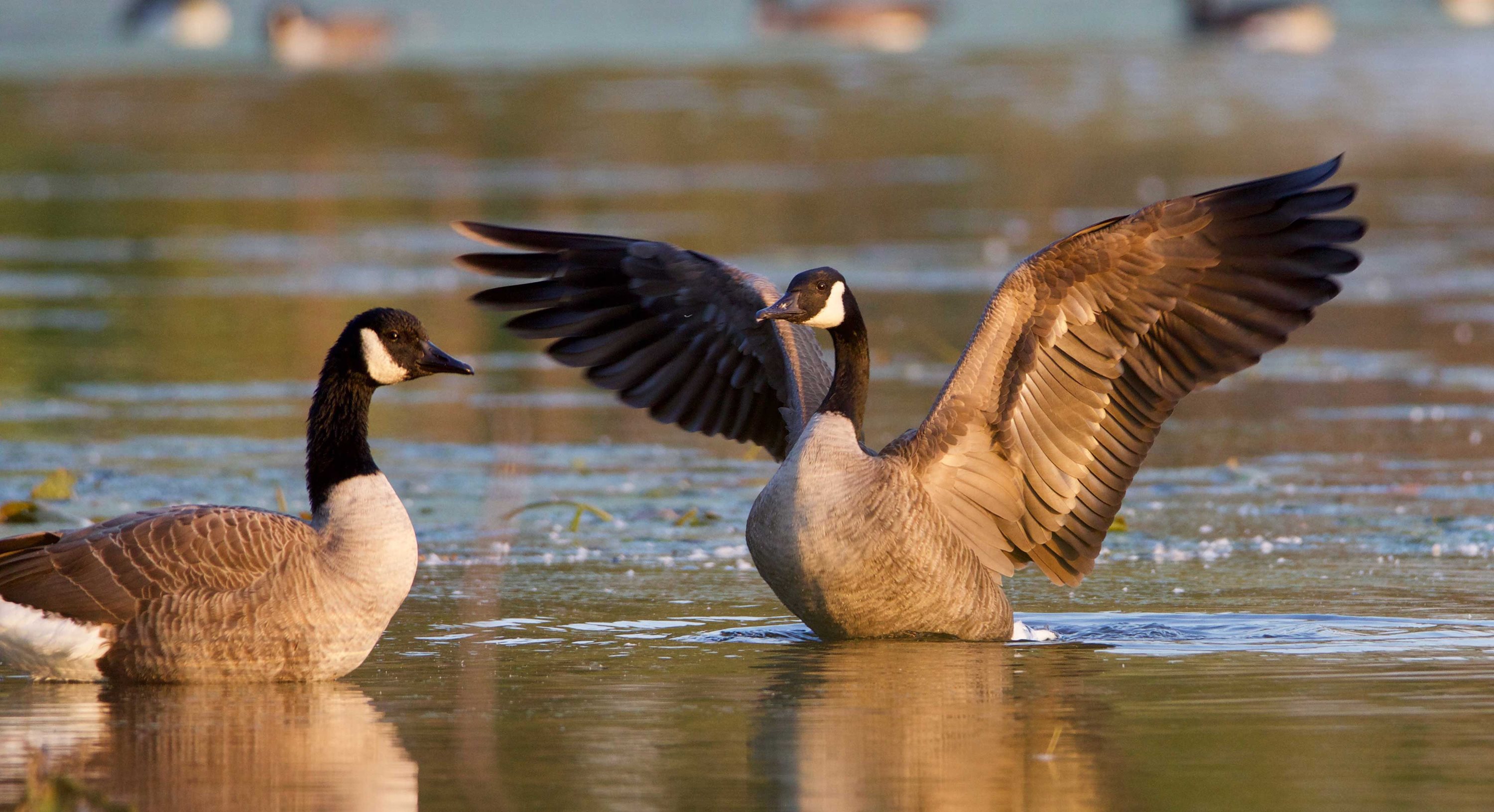 Two Canada geese in the water.
