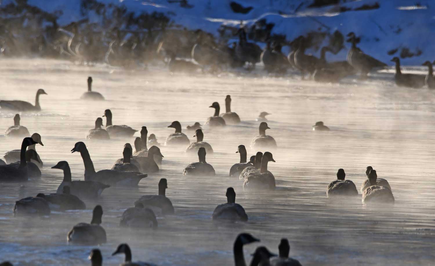 Canada geese swimming in the water with steam rising up from the water.