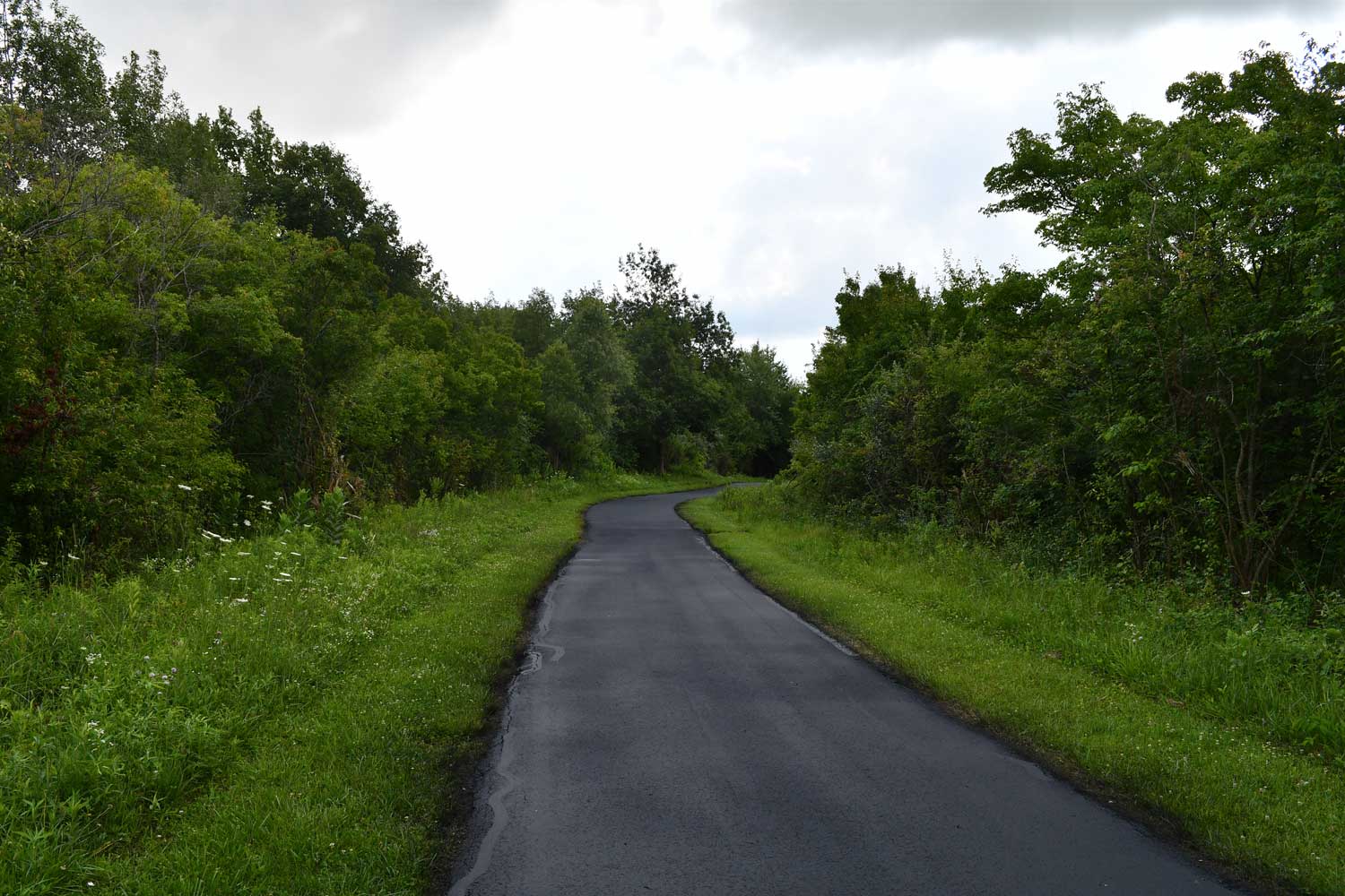 Paved trail lined with grasses and trees.