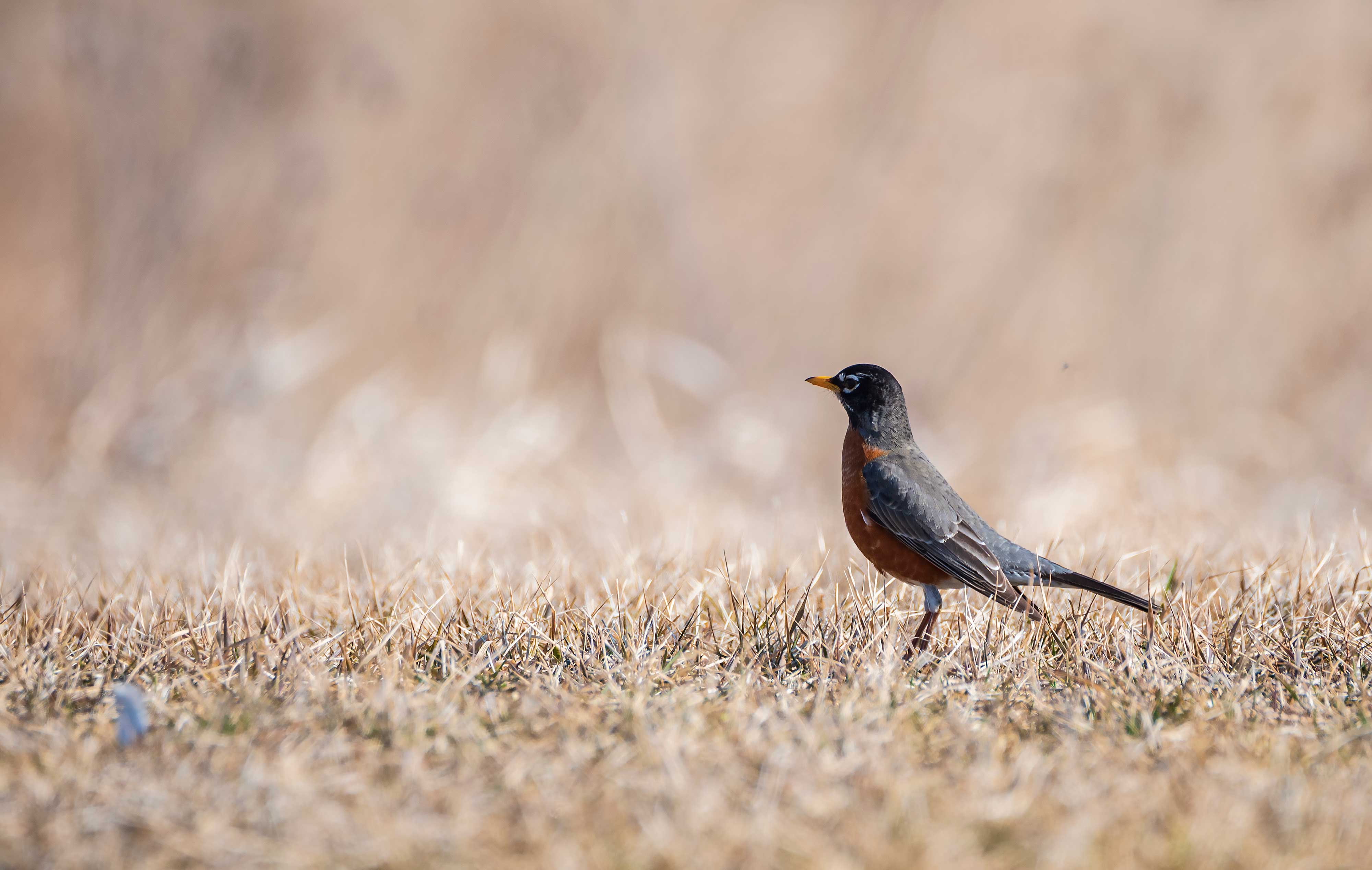 An American robin standing in a field.