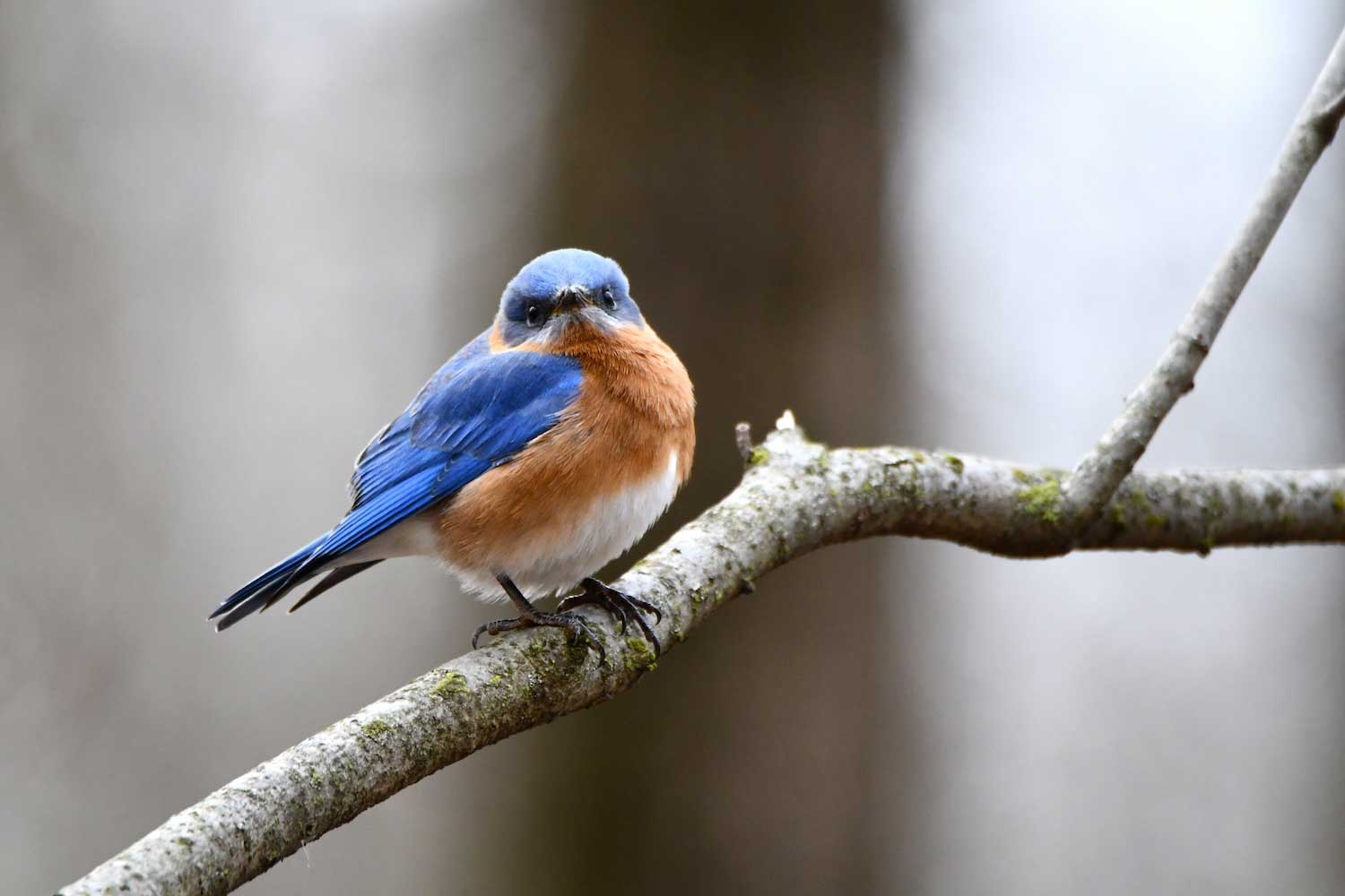 An eastern bluebird on a branch.