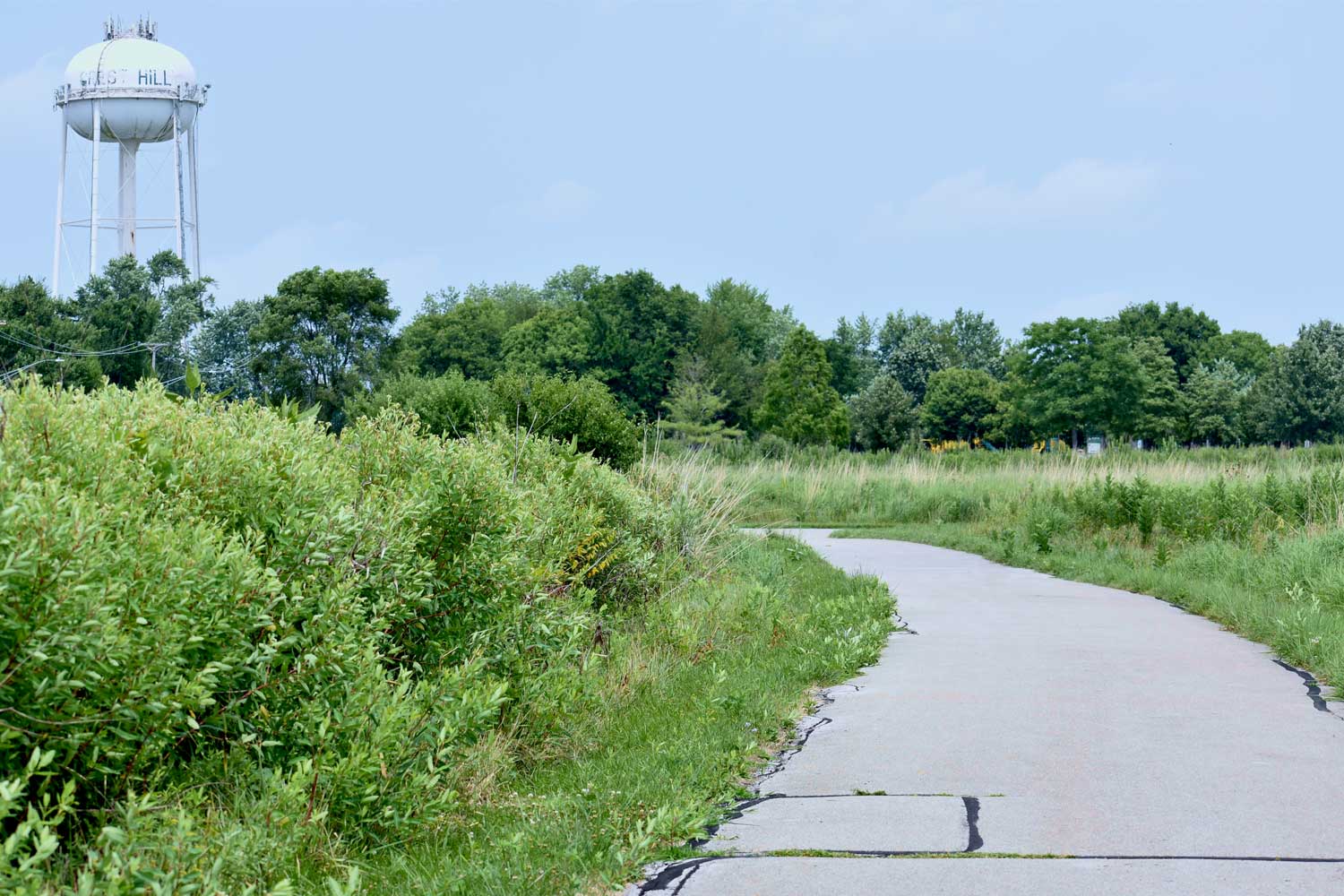 Paved trail lined with grasses.