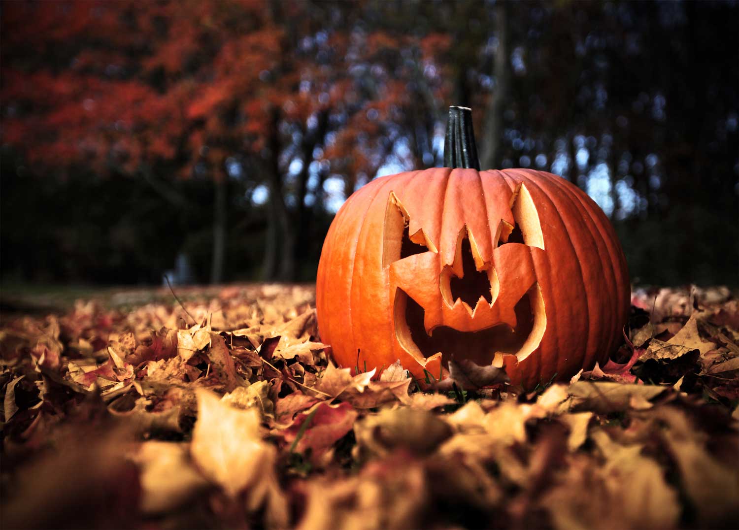 A carved pumpkin on sitting on fallen leaves.