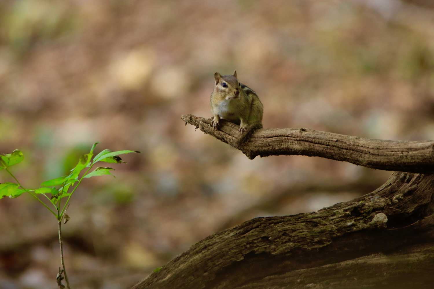 A chipmunk perched on a tree branch on a fallen log.