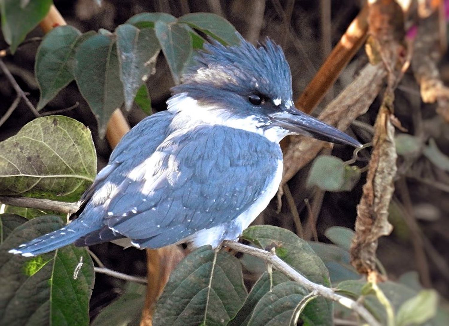 Keep your eyes open for the Belted Kingfisher