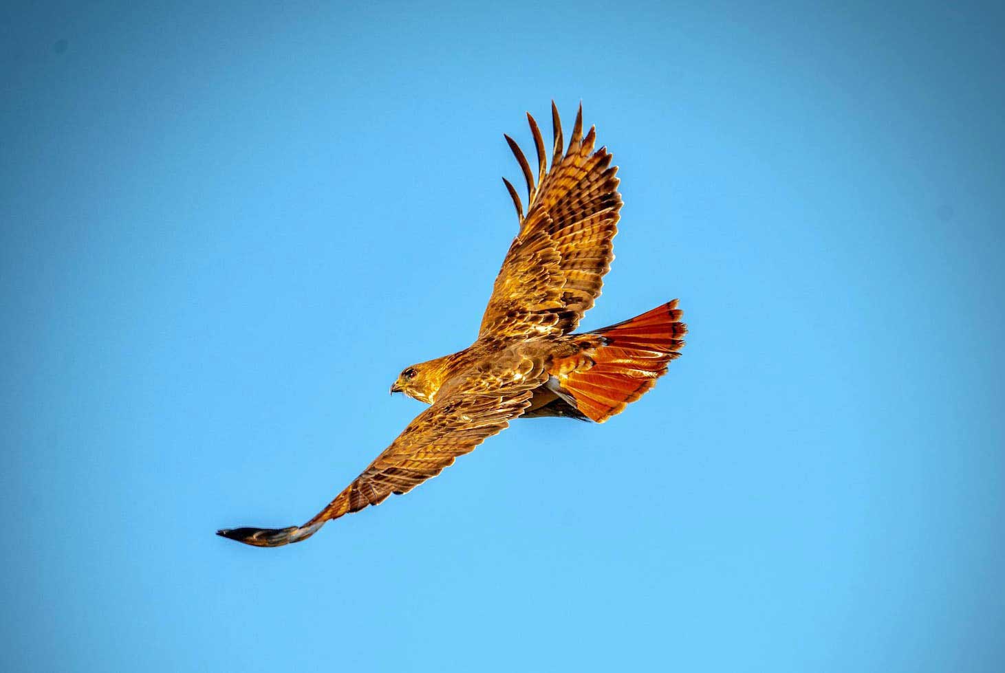 A red-tailed hawk in flight under a clear blue sky.