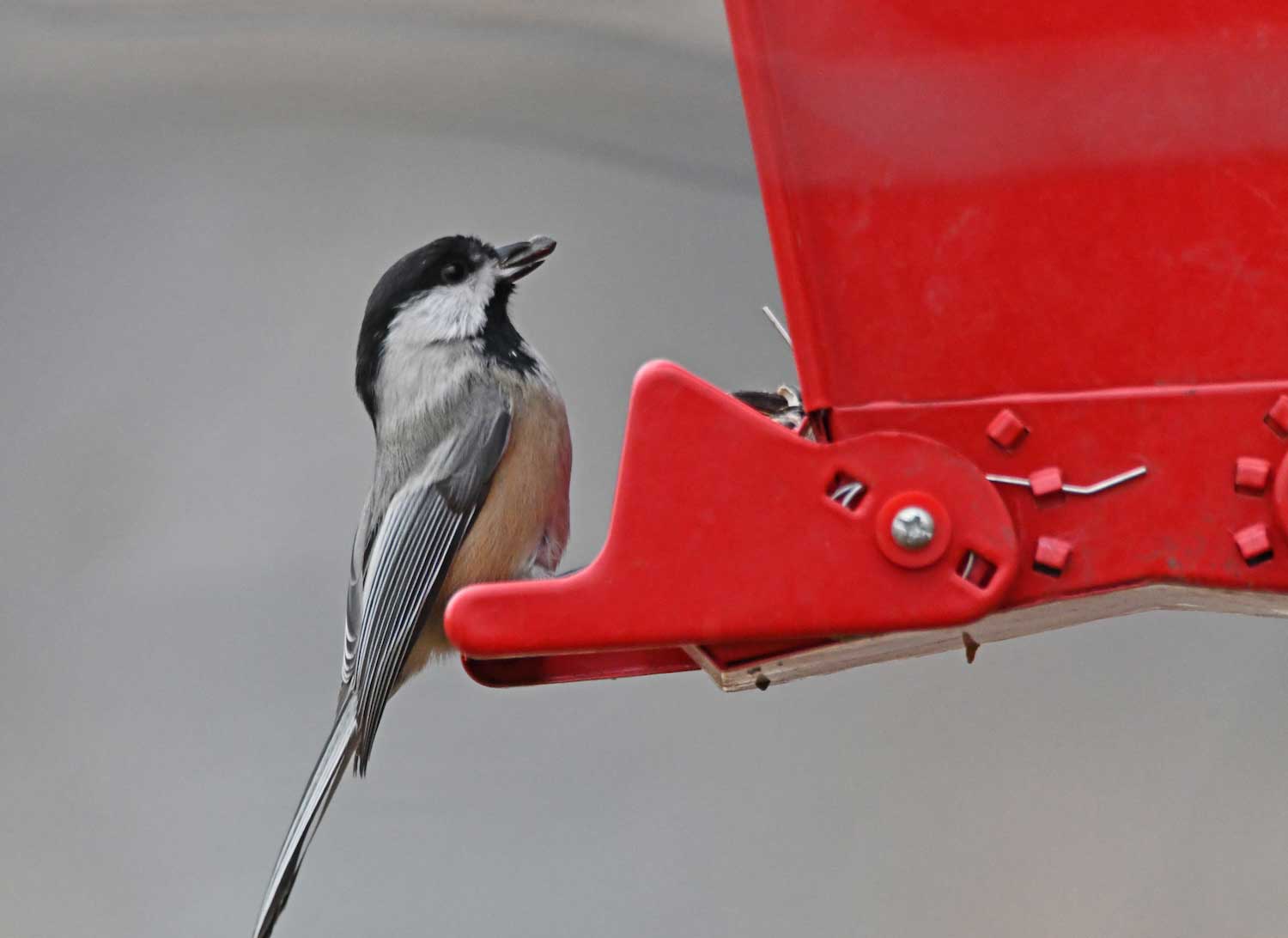 A black-capped chickadee perched on a red hopper feeder