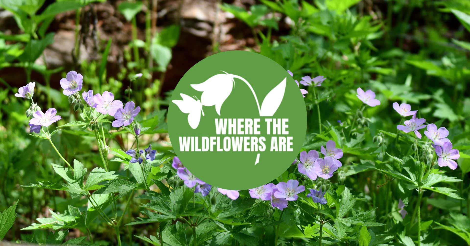 Wild geraniums growing on the forest floor.