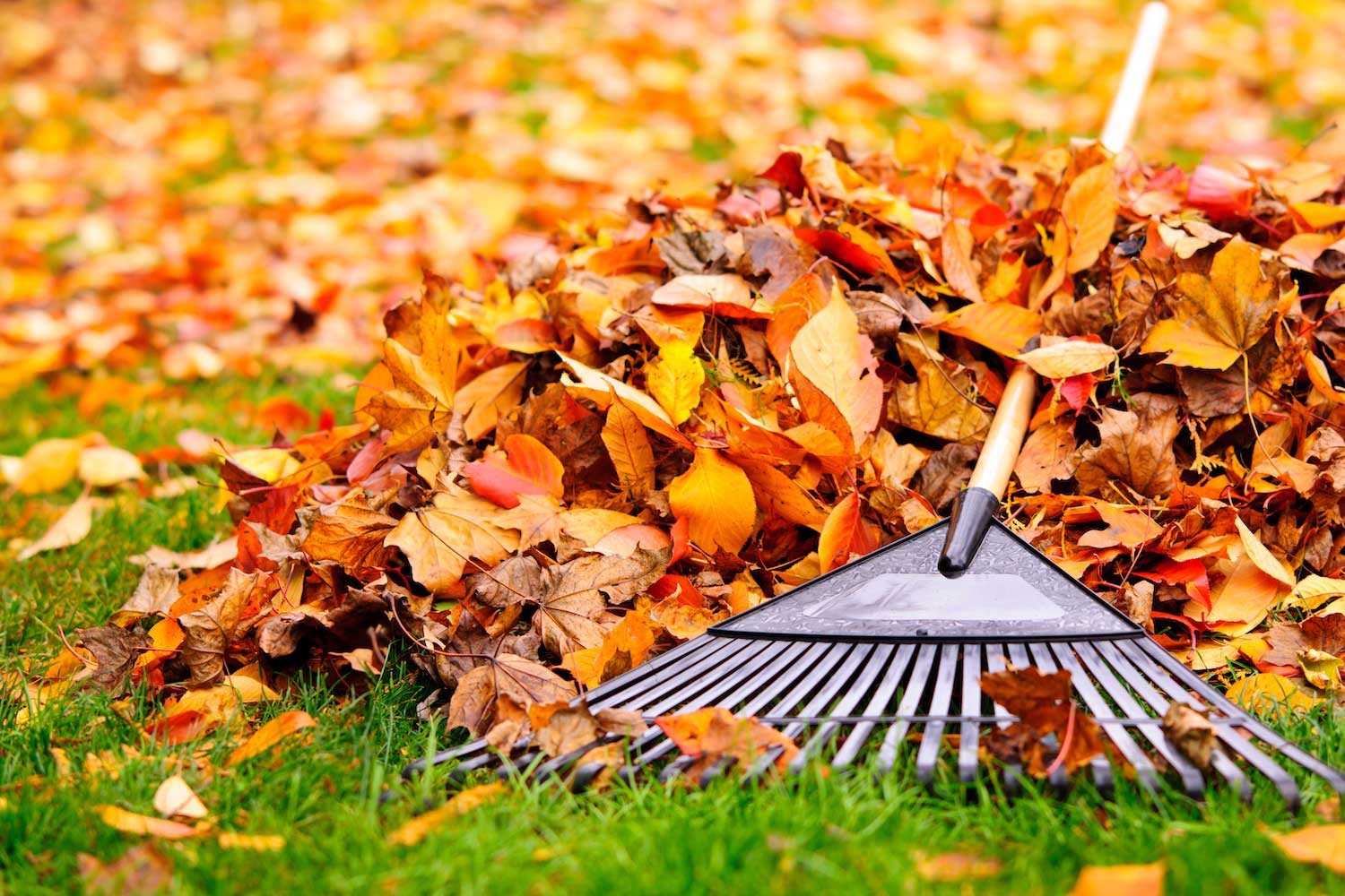 Fallen leaves in shades of yellow, orange and red blanketing a lawn with a rake resting on the edge of the leaves.