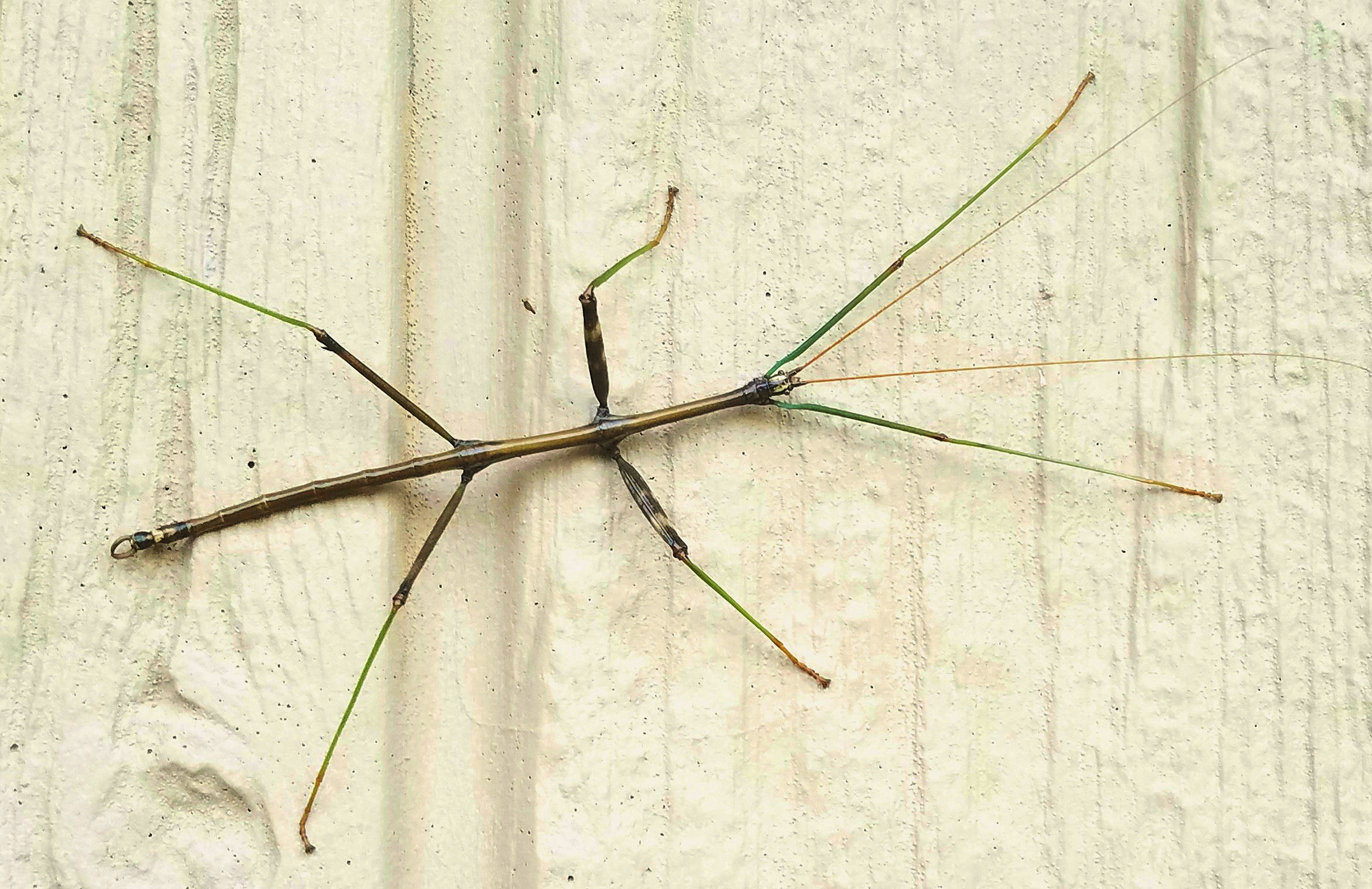 A walking stick on a wooden structure.