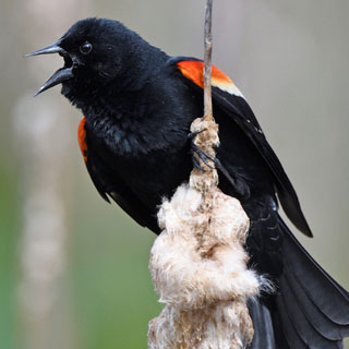 Red Winged Black Bird - Stone Harbor Bird Sanctuary