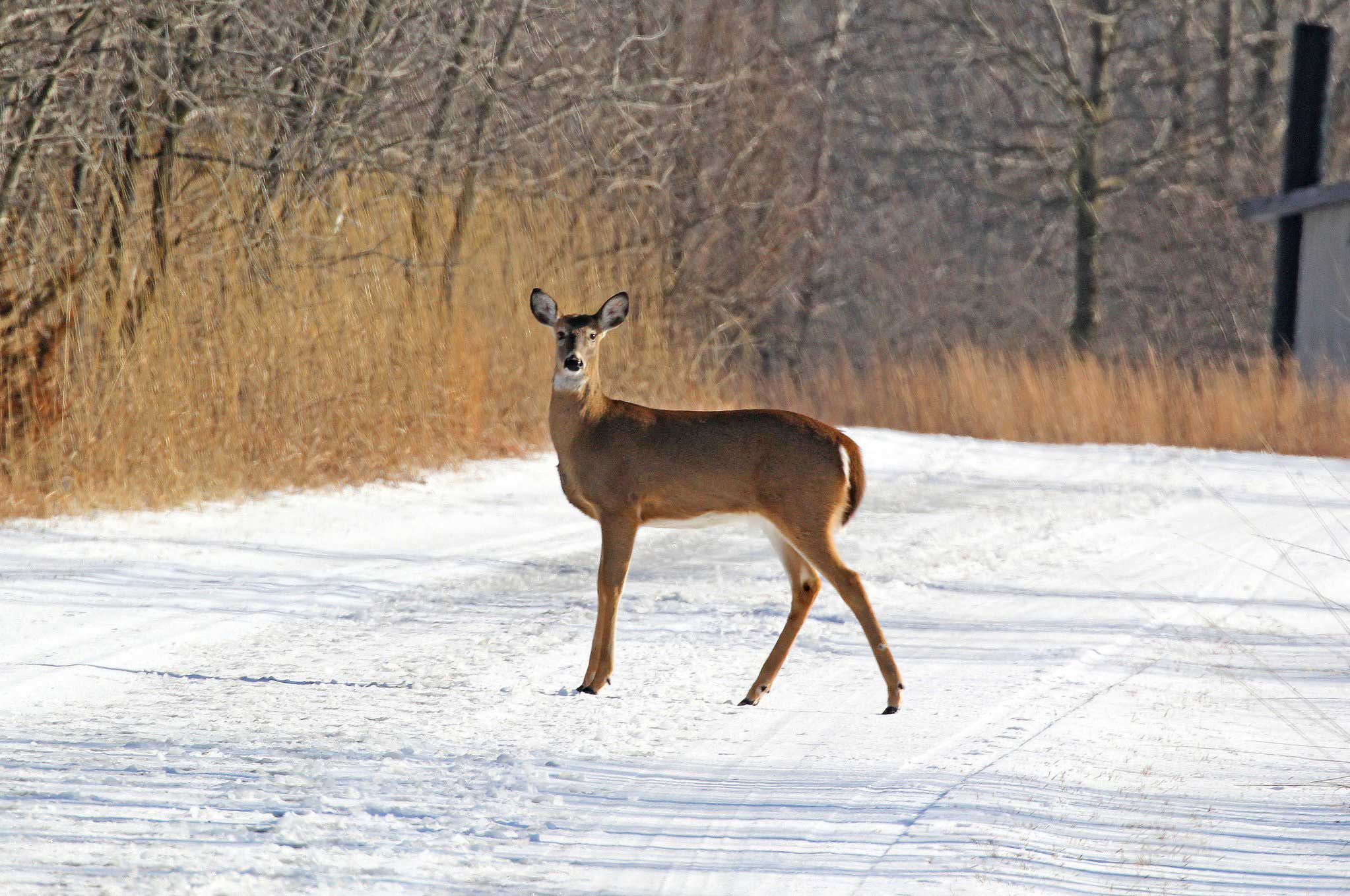 Surviving Winter: How Animals Adapt To The Cold - animalsafari