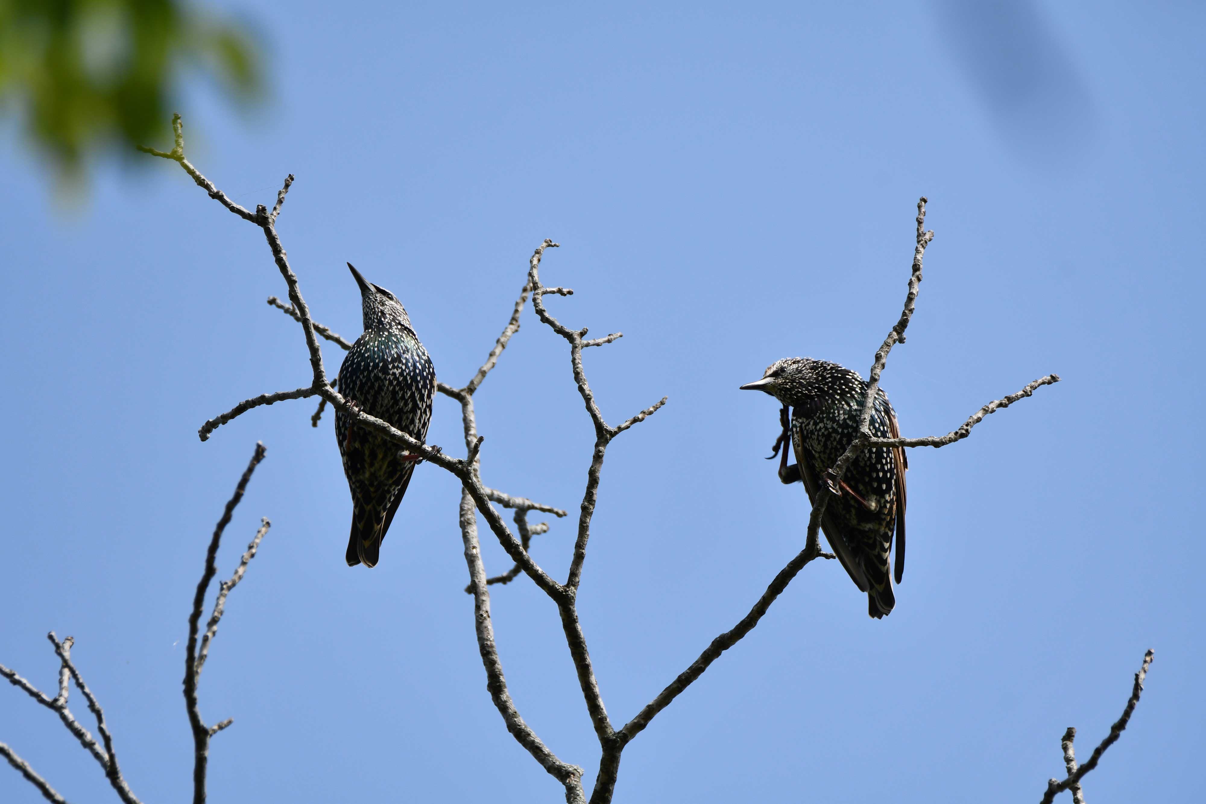 Two European starlings on branches.