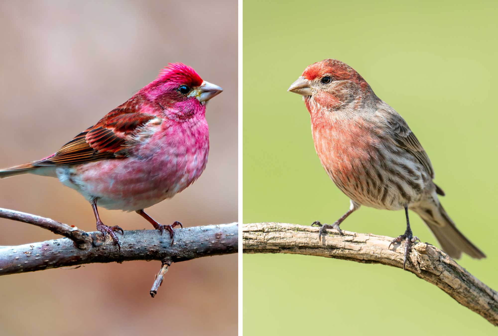 Purple finch on the left and house finch on the right.