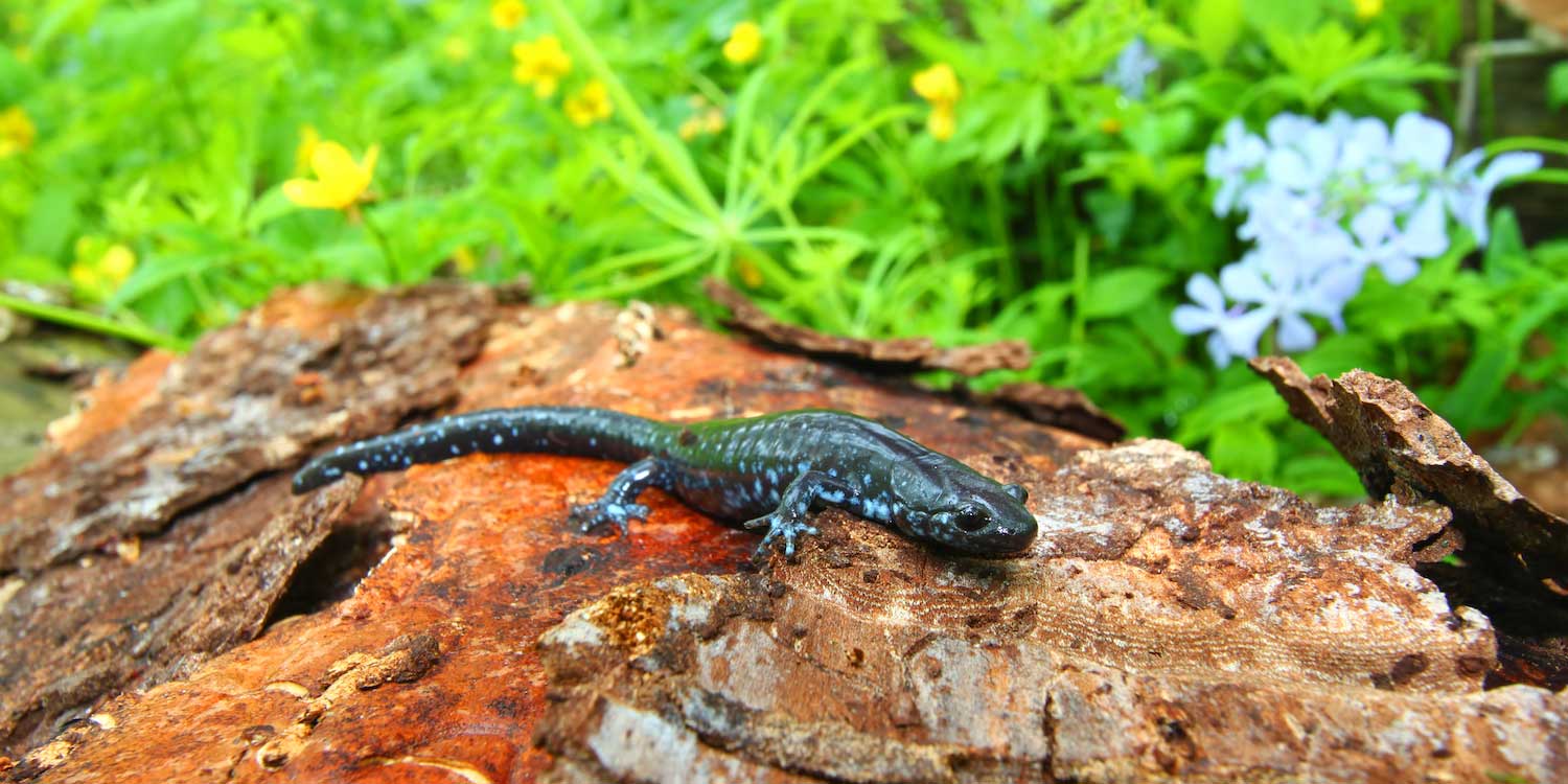 A blue-spotted salamander on a rocky surface with green grass in the background.