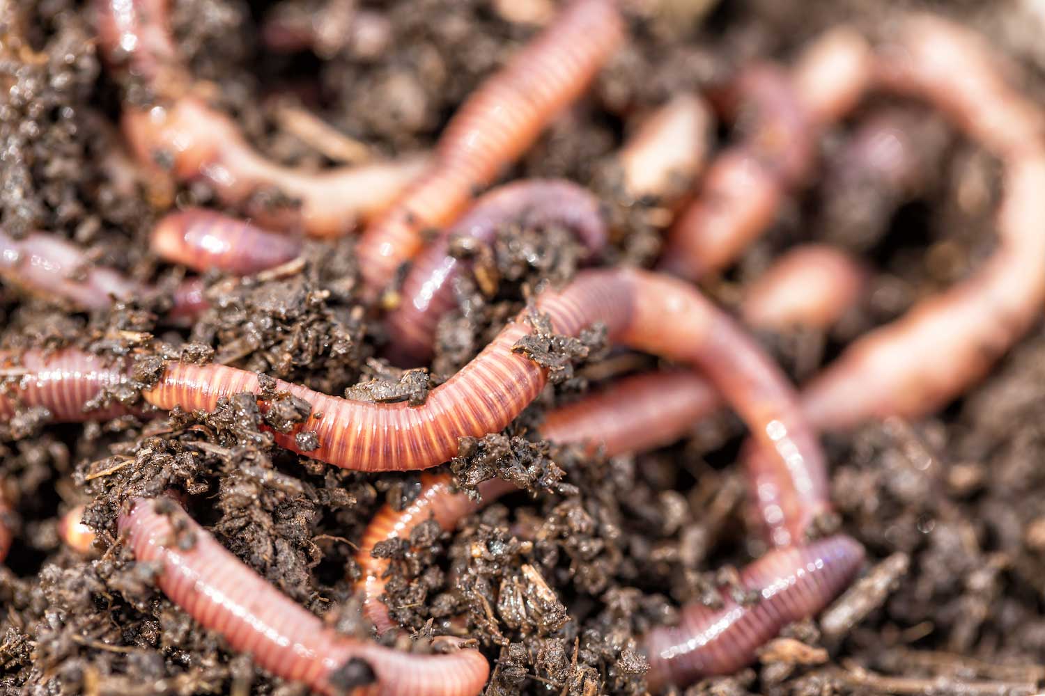 Five Fun Facts About Subterranean Earthworms | Forest Preserve District ...