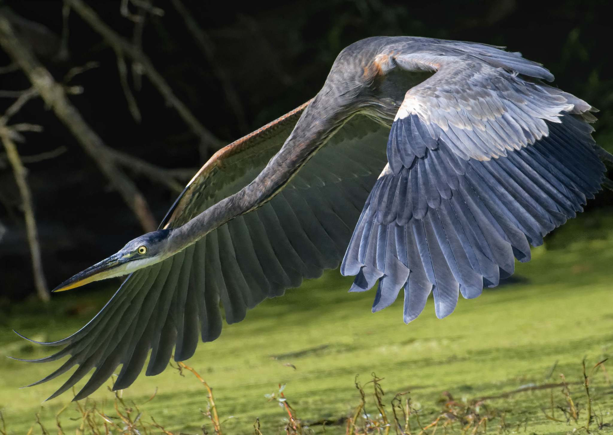 Blue heron in flight over fashion shoreline.