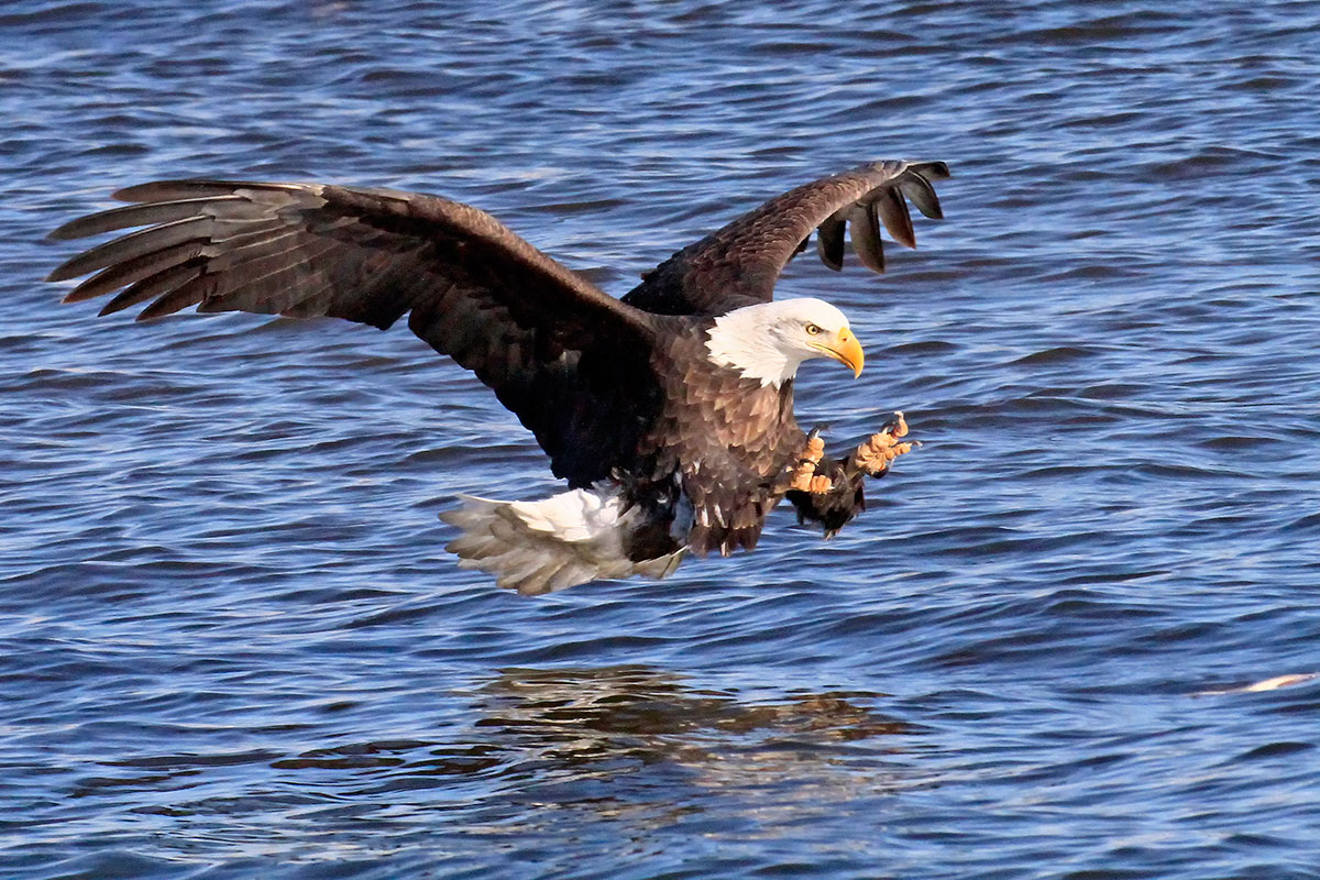 A bald eagle in flight about to catch a fish in the water.