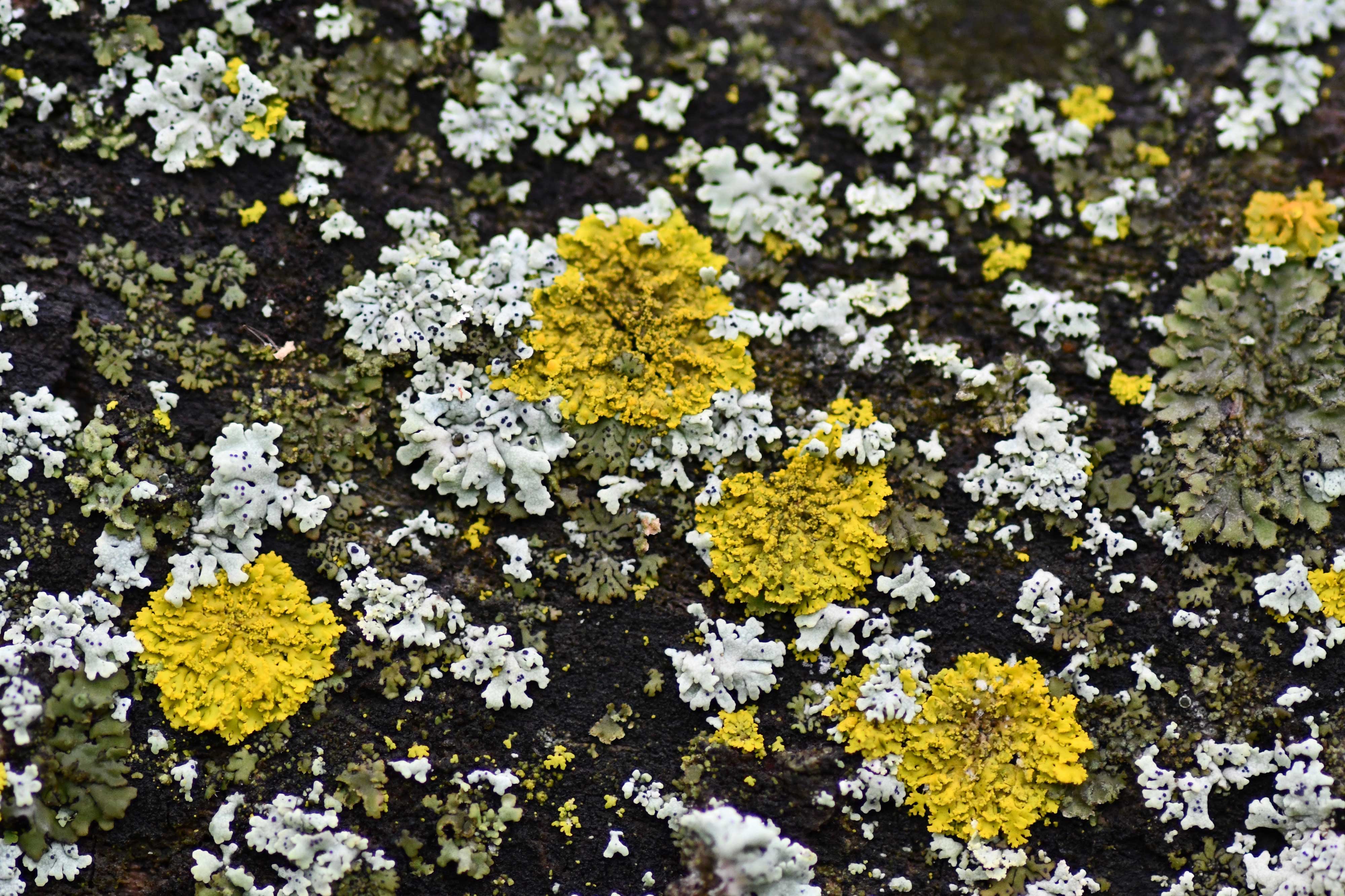 Close-up of lichens on tree bark.