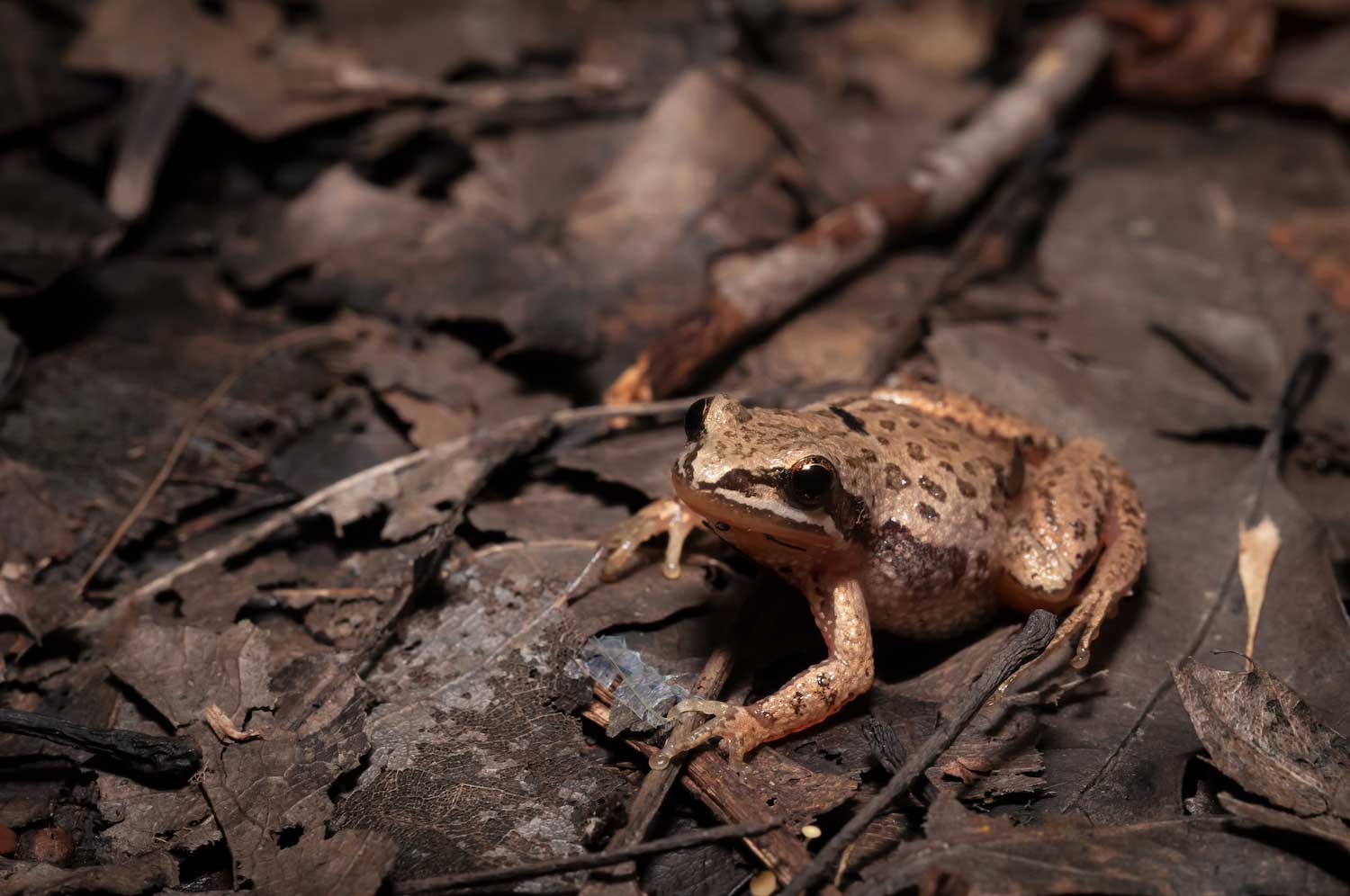 A chorus frog on fallen leaves and sticks on the ground.