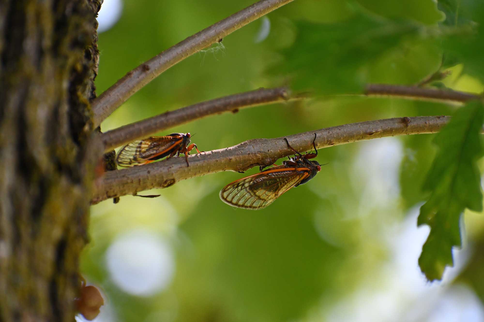Cicadas sit on a branch in a forest. 
