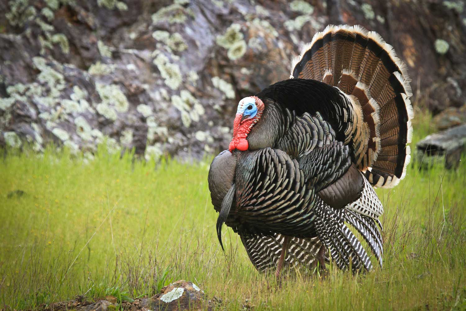 A male wild turkey in the grass with its feathers fanned out.