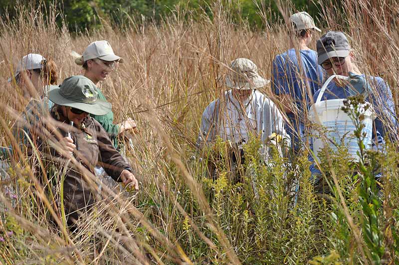 A group of people standing in a prairie while collecting seeds from plants.