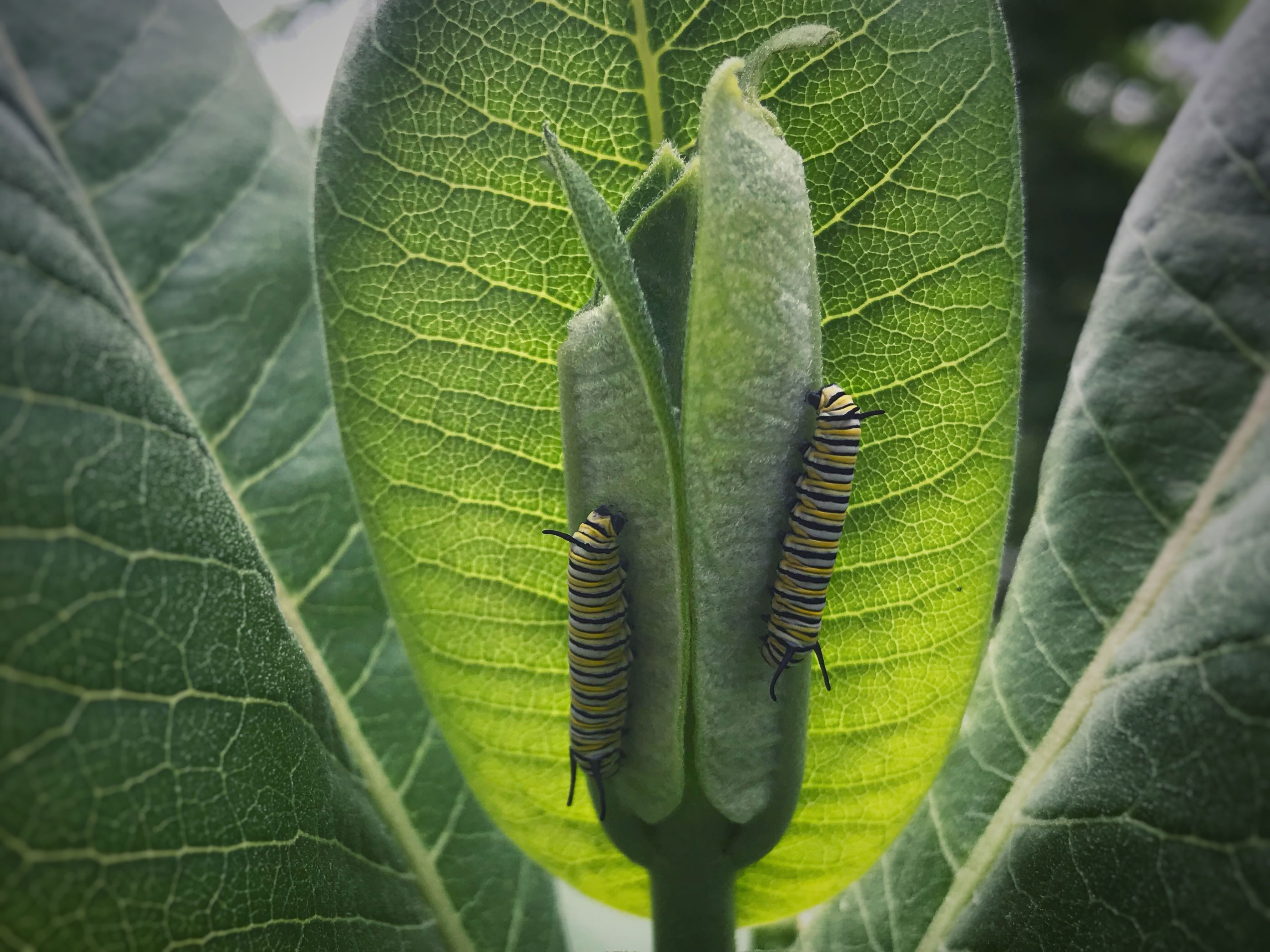 Monarch caterpillars climbing up a leaf.
