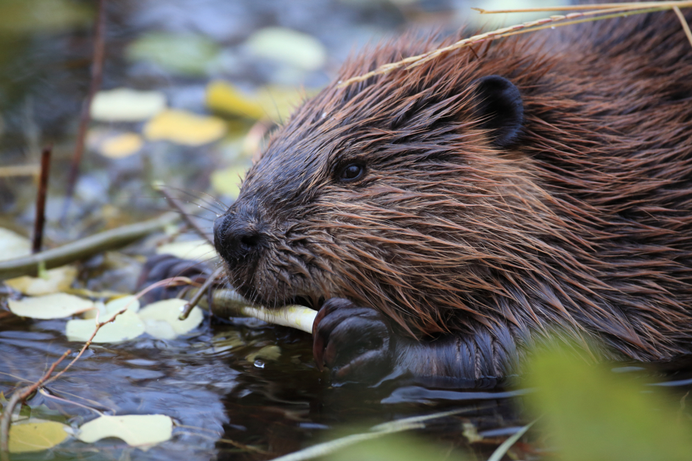 Five fun facts about those busy beavers | Forest Preserve District