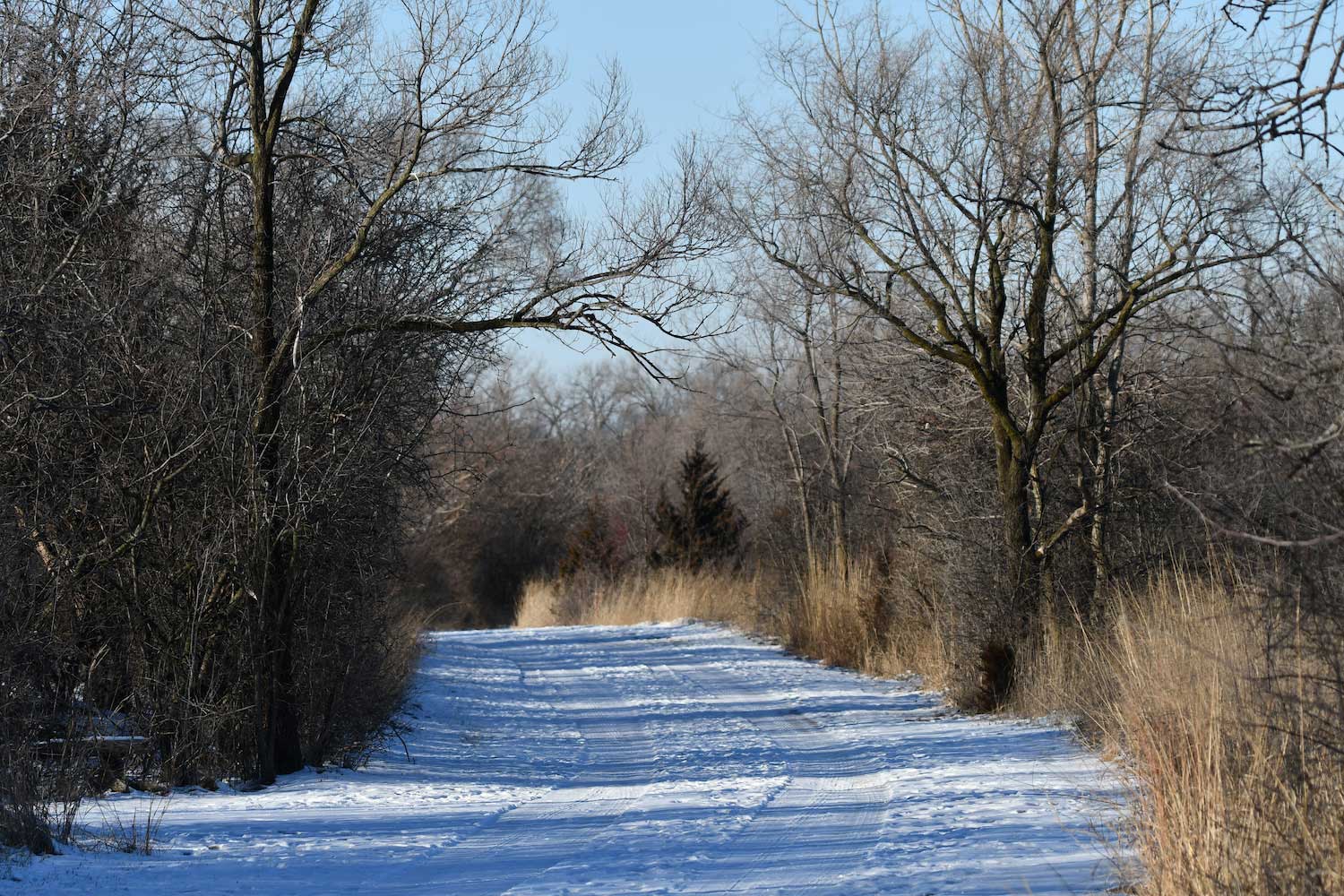 A snow-covered trail lined by trees.