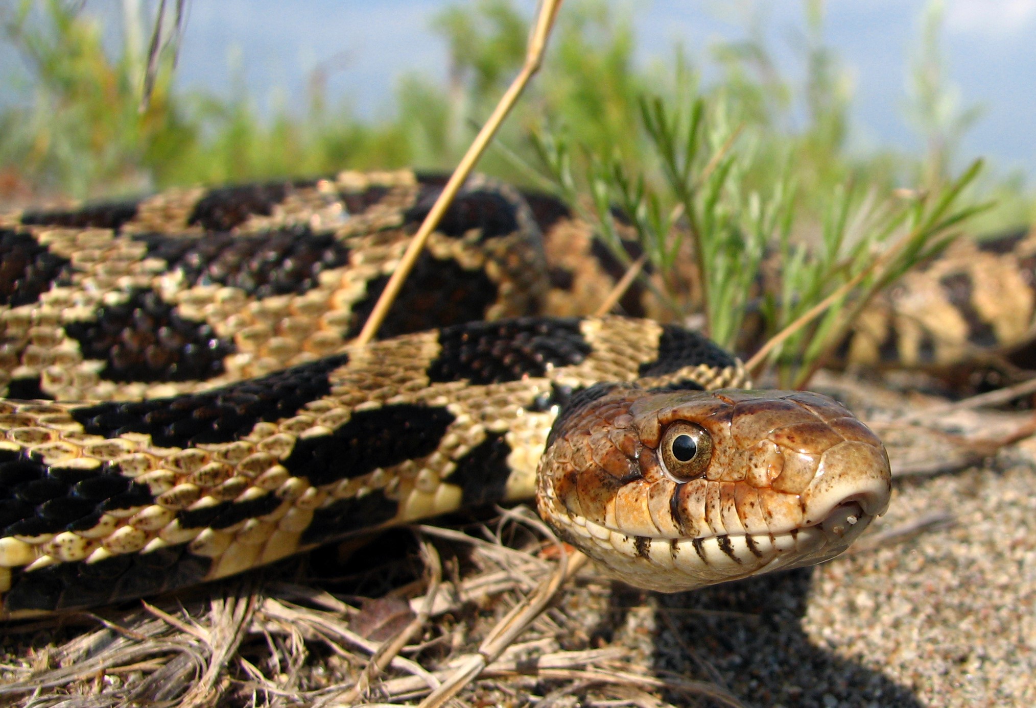 An eastern fox snake slithering towards the camera.