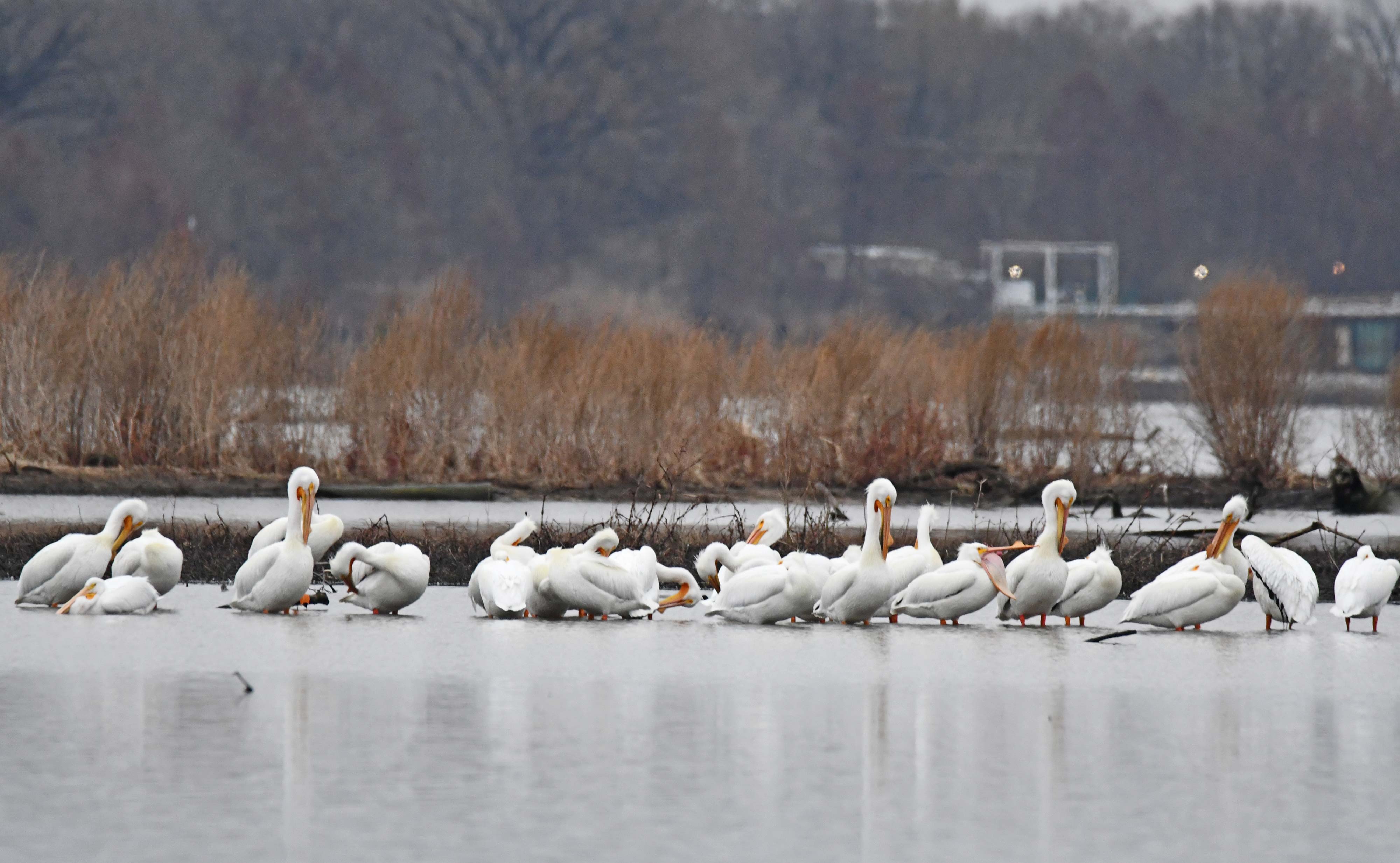 American white pelicans on the Des Plaines River