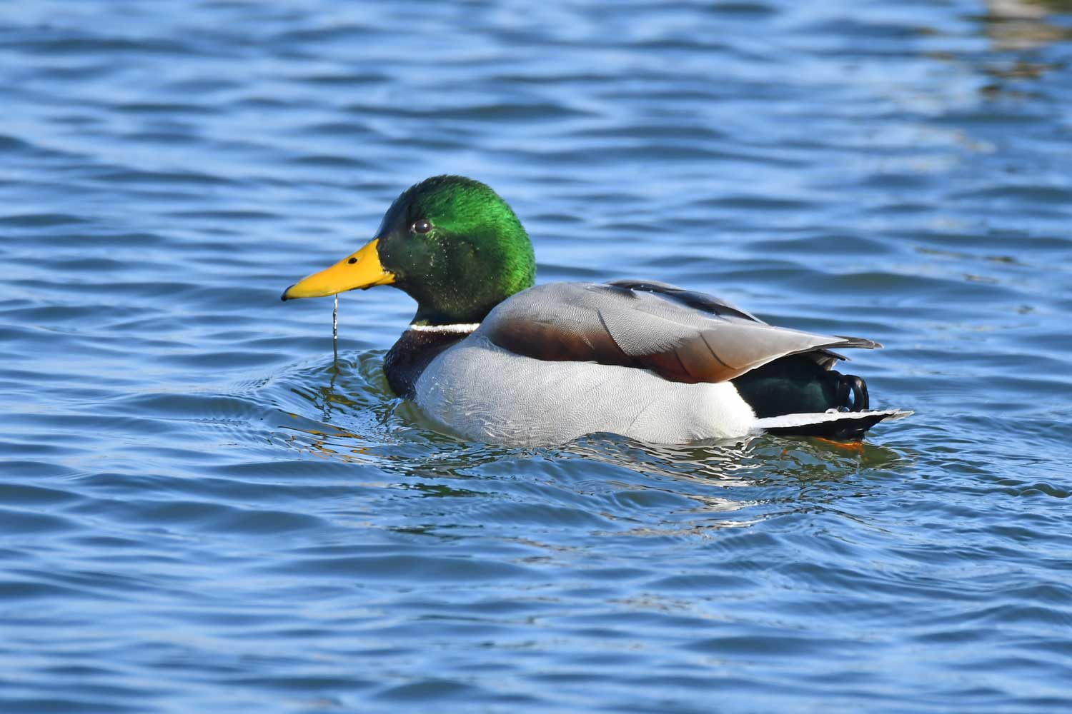 Male mallard swimming in the water.