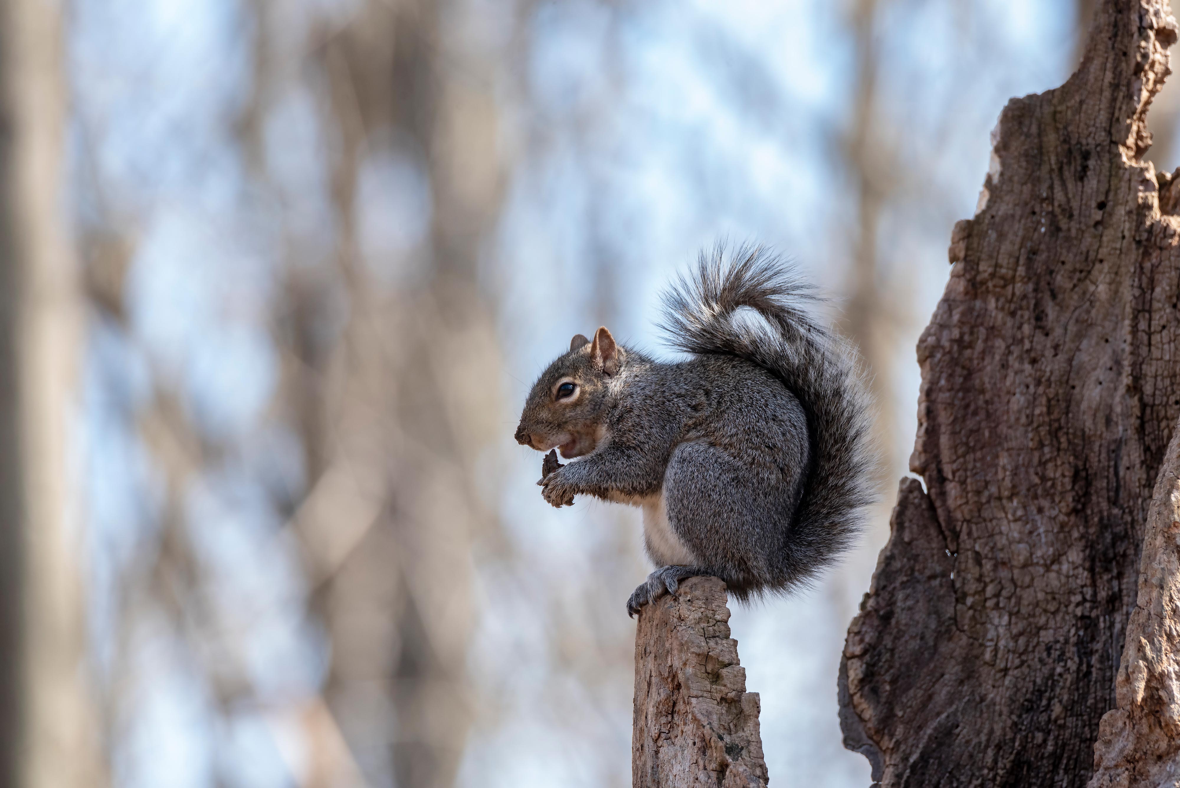 A squirrel with a nut perched on a tree snag.