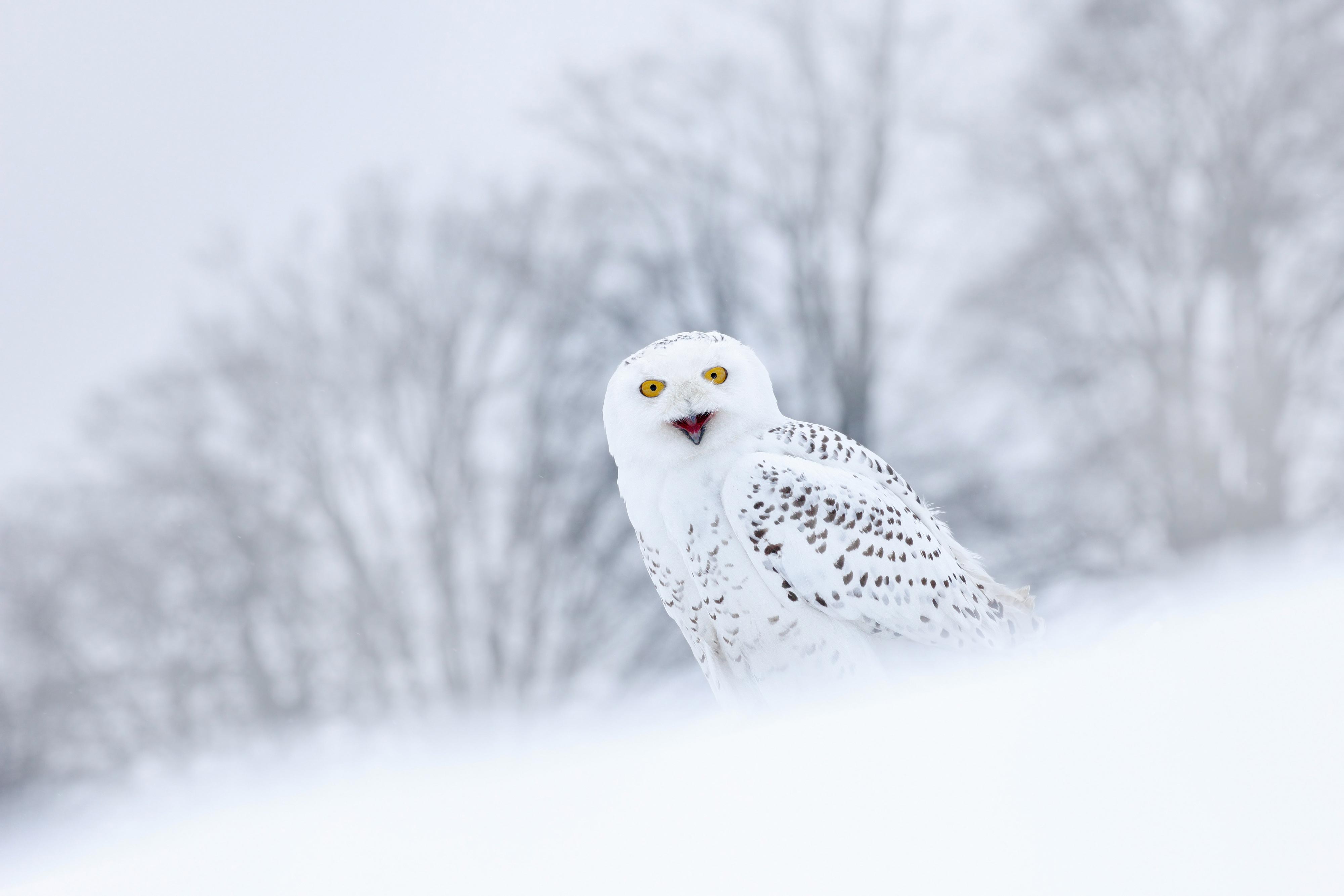 A snowy owl standing on the snow-covered ground with snowy trees in the background.