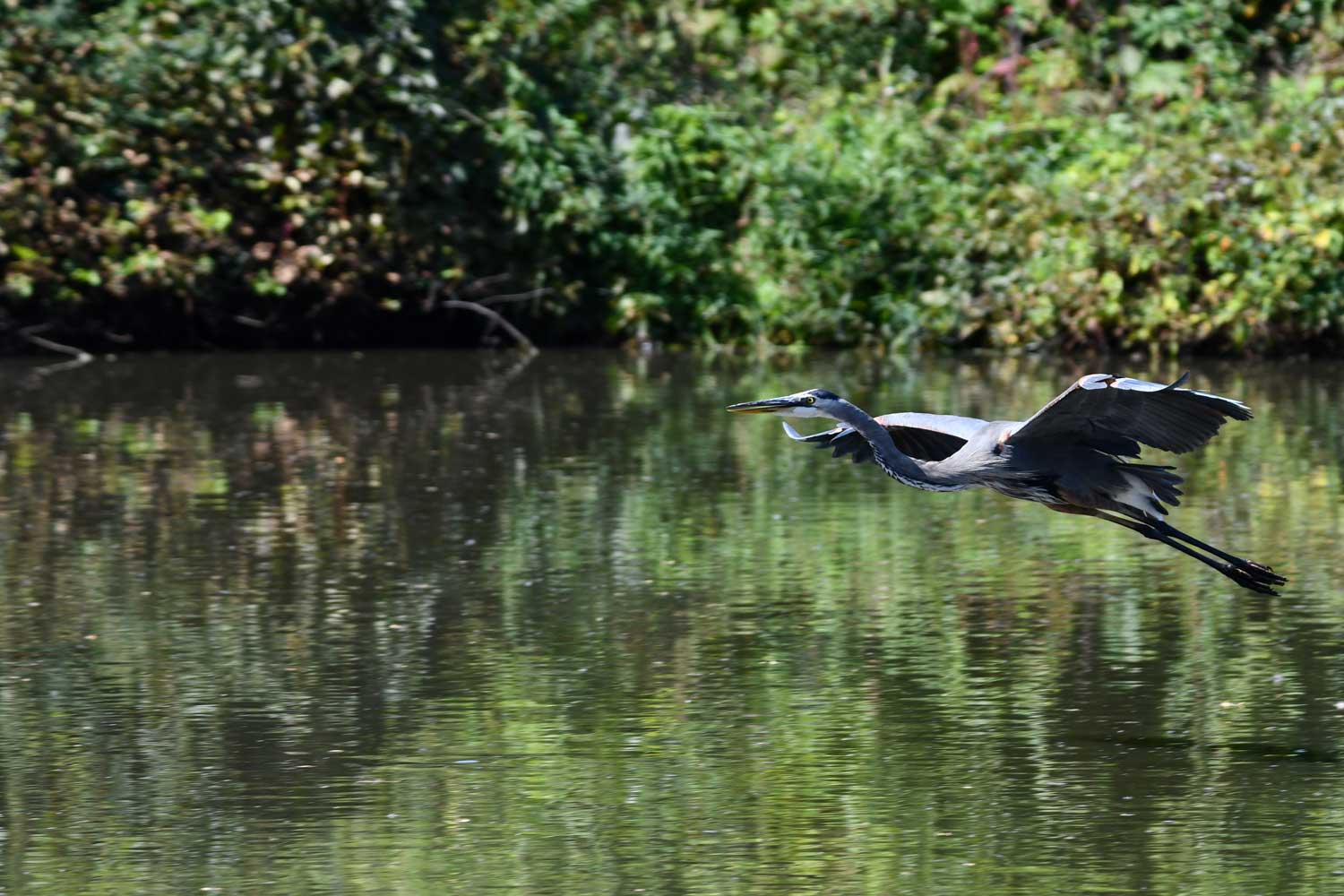 Great blue heron flying over water.