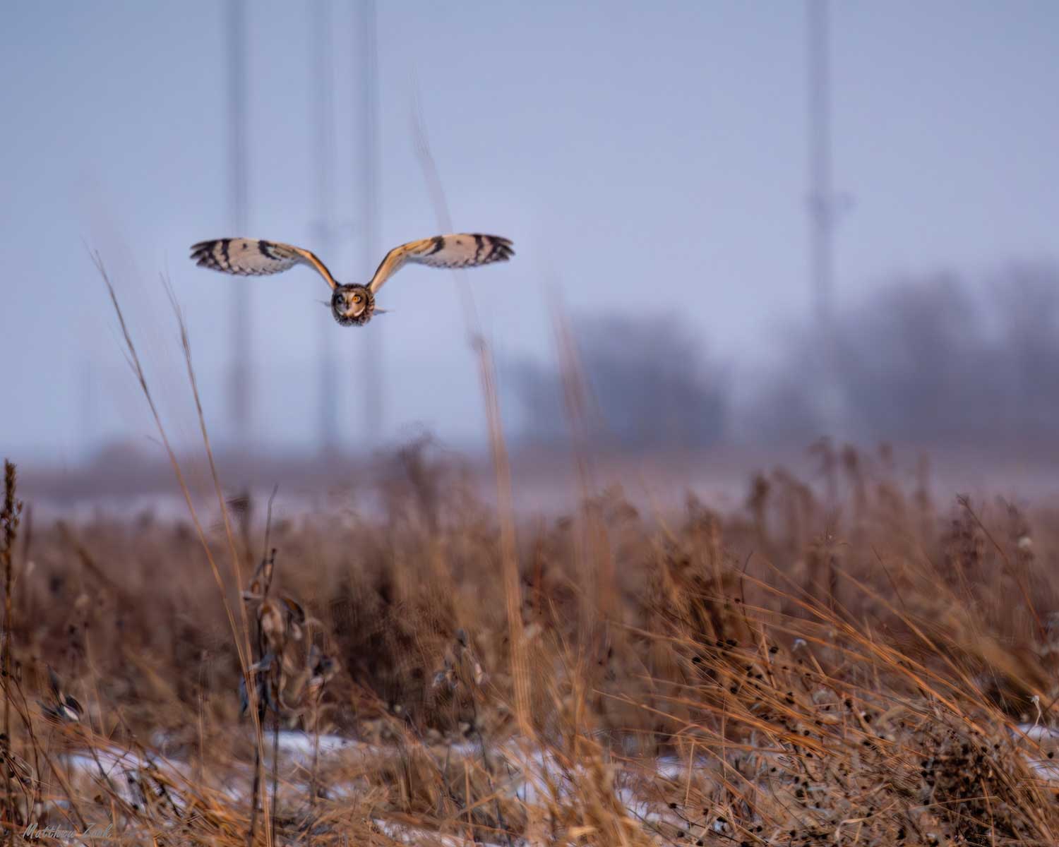 A short-eared owl flying over a grassland dusted with snow.