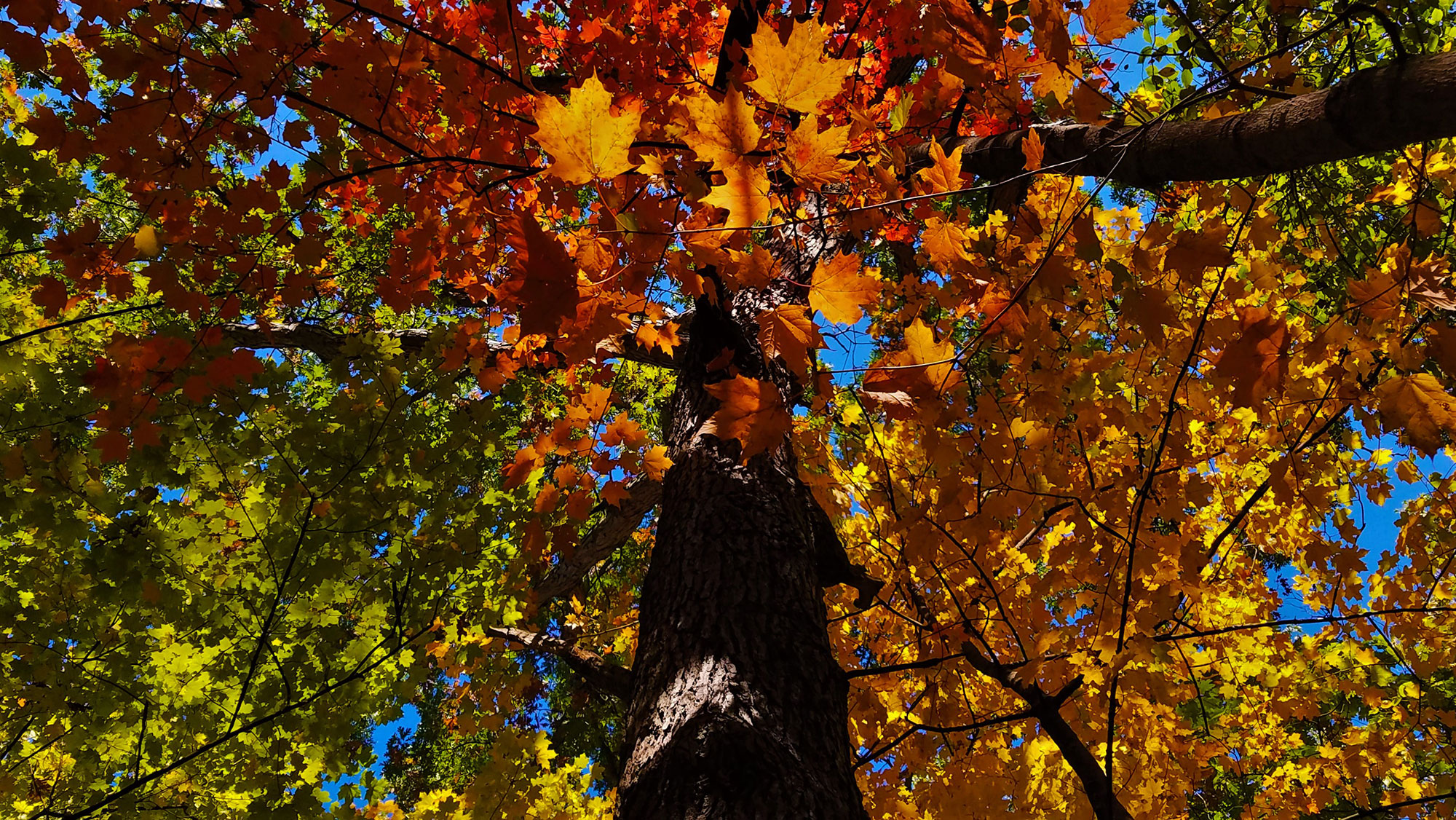 The Science Behind Fall Foliage - Forest Preserve District Of Will County