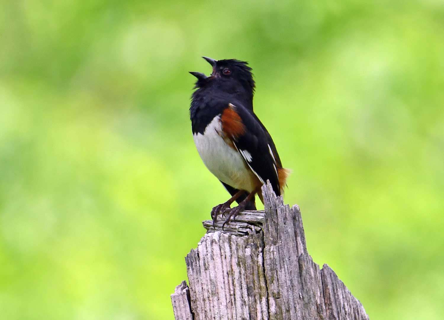 An eastern towhee calling out while perched on a tree snag.