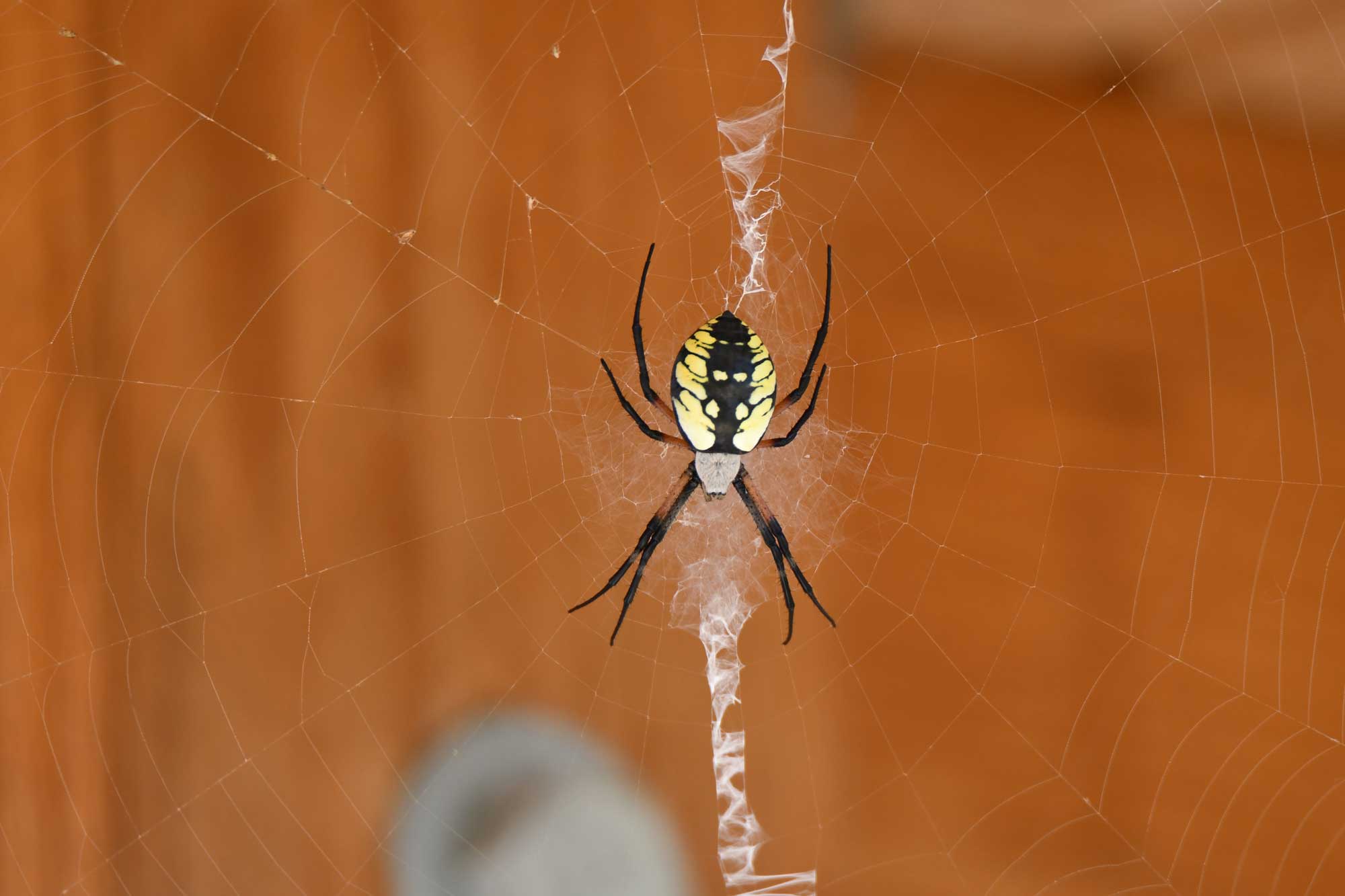 Myth buster Spider silk is as strong as steel It s not quite so