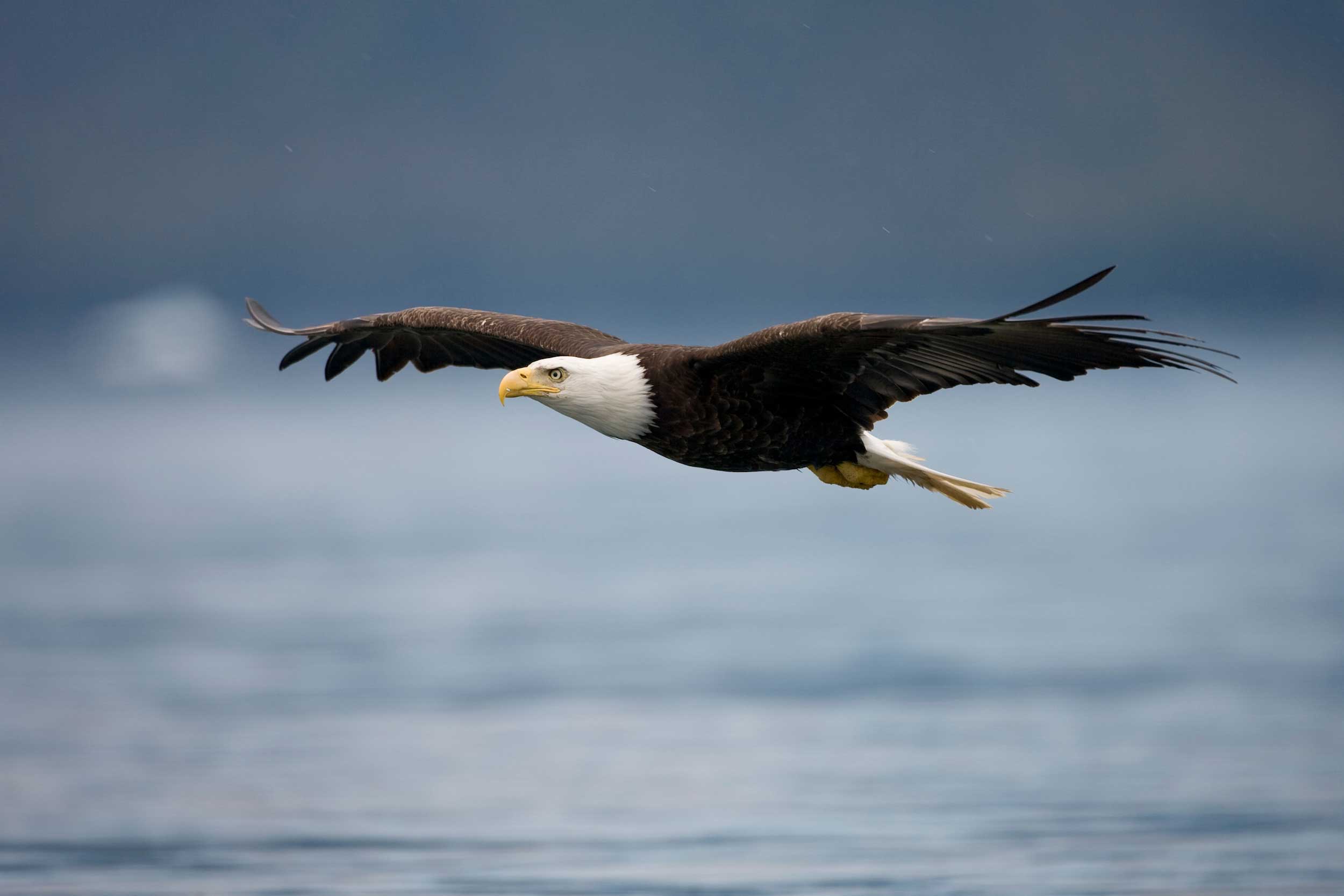 An eagle soaring above water.