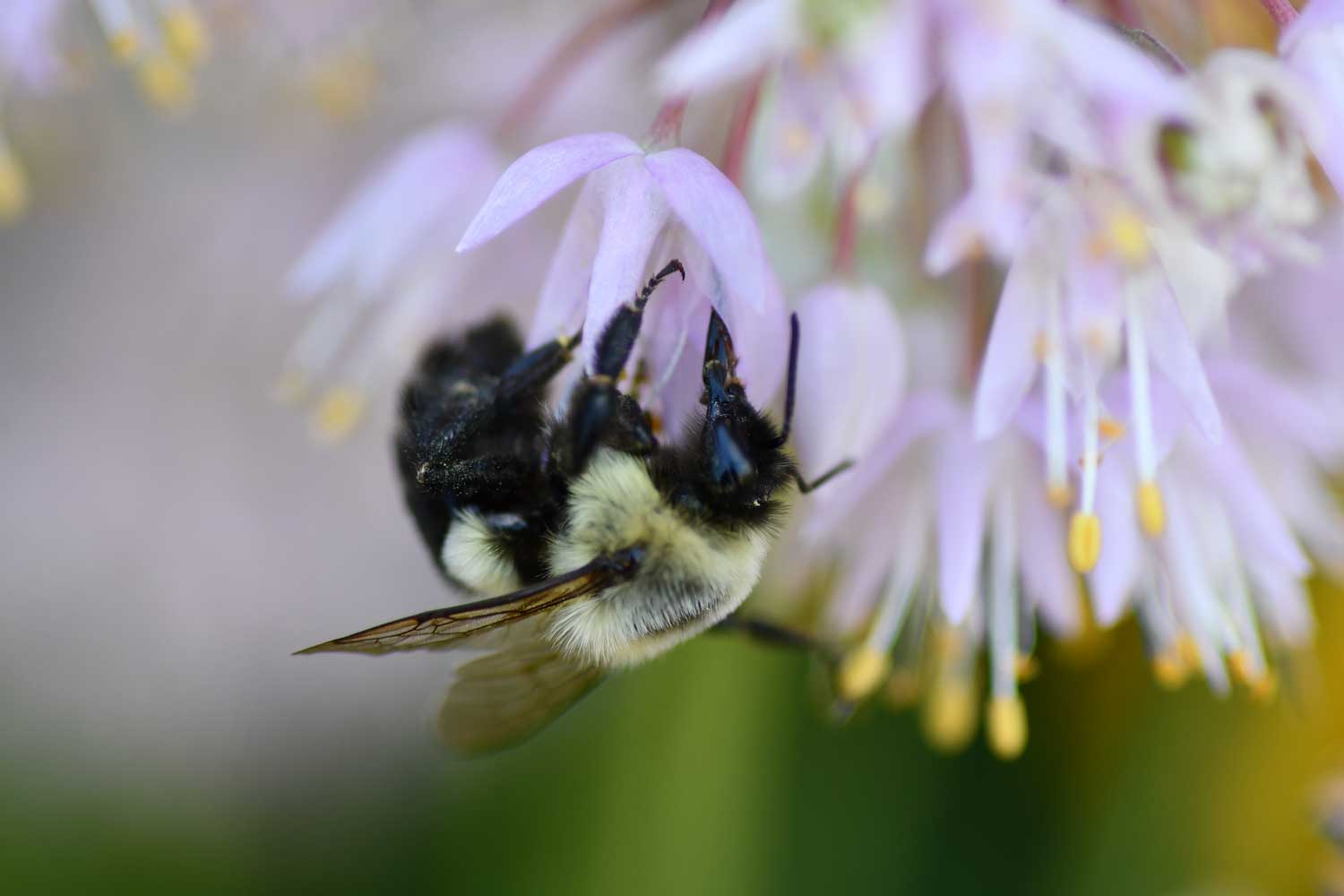 Bumblebee on a flower bloom.